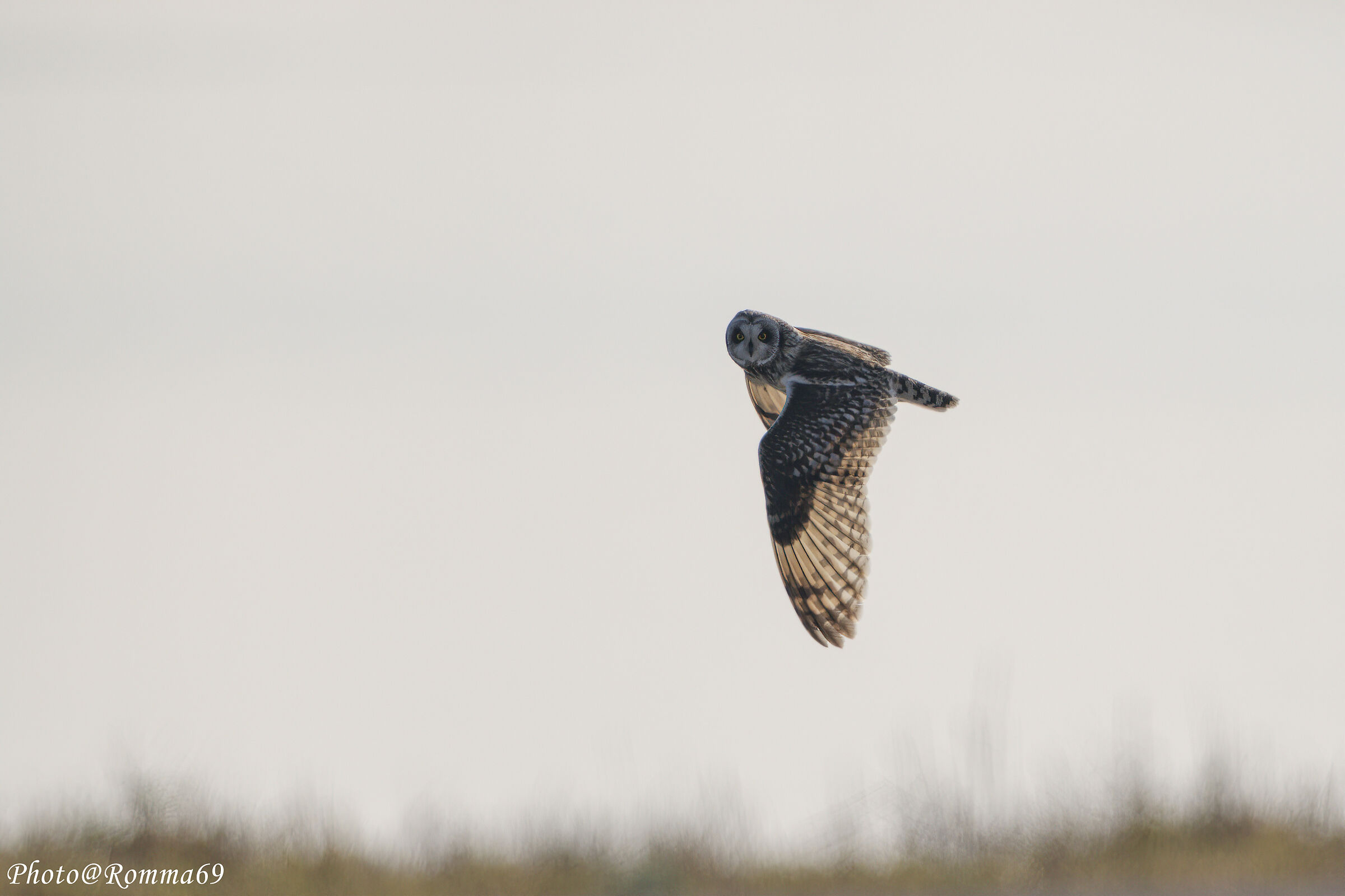 Gufo di palude (Asio Flammeus)