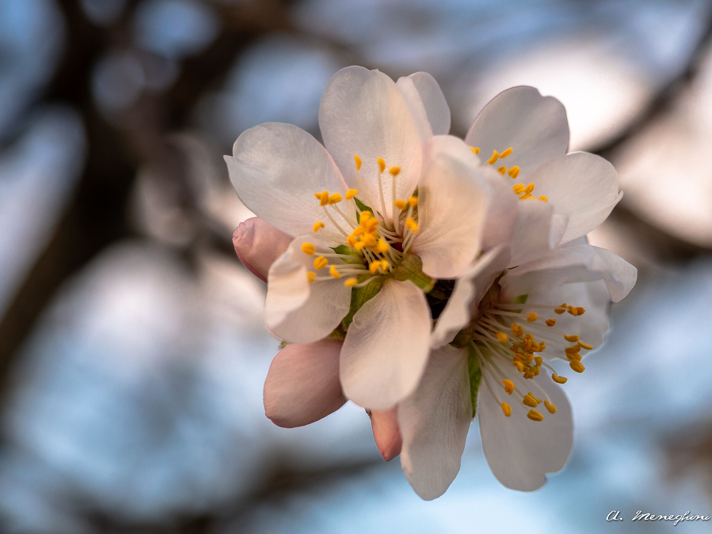 Mandorlo in fiore