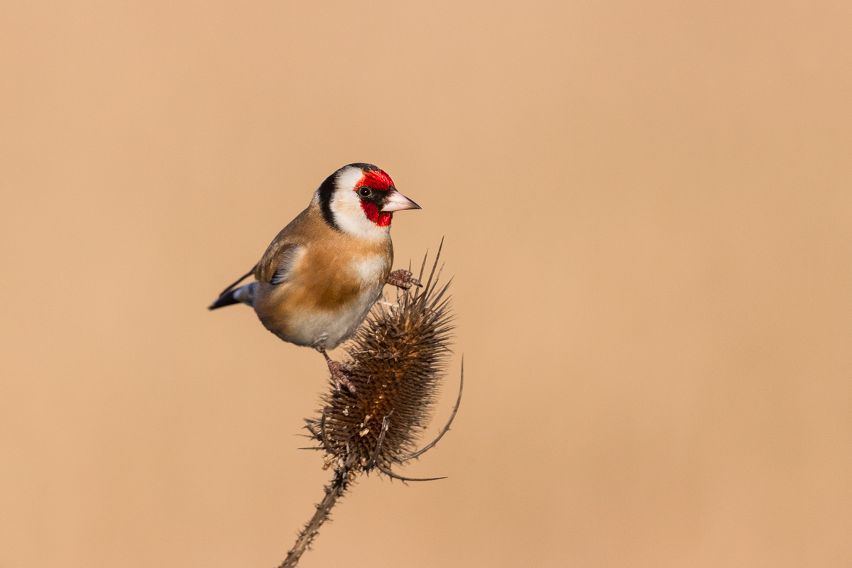 Cardellino su scardaccione ...