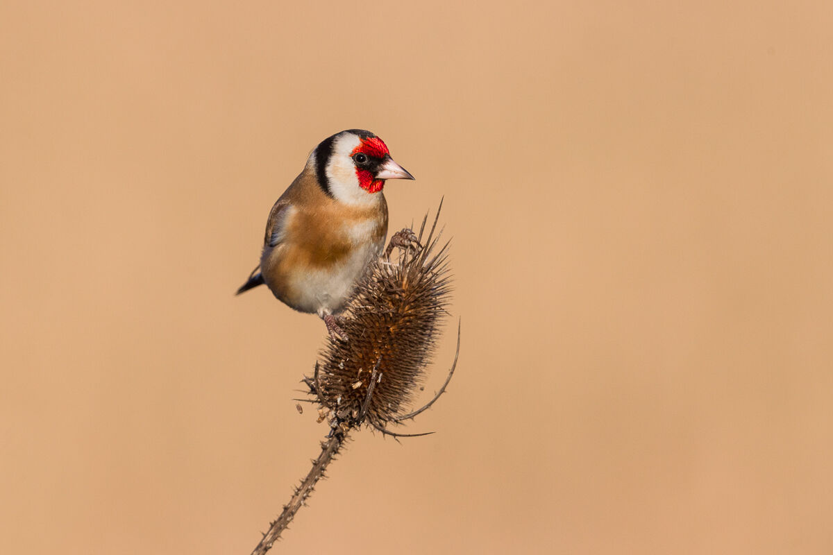 Cardellino su scardaccione ...