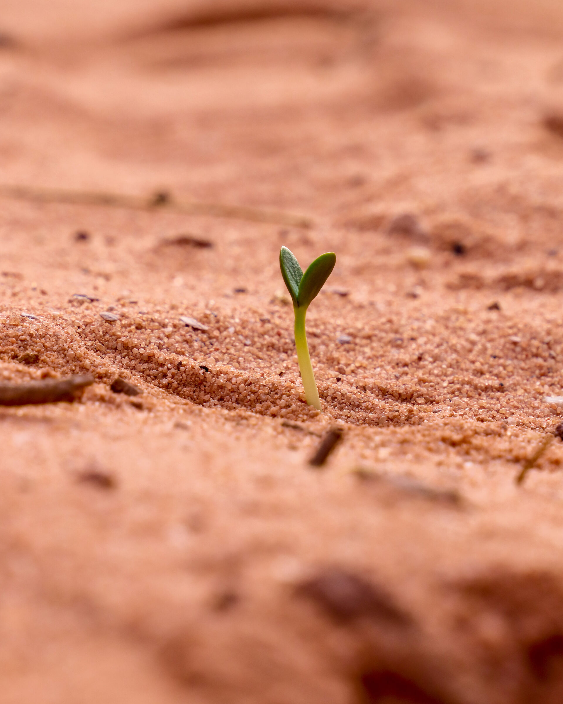 Life in the Wadi Rum Desert