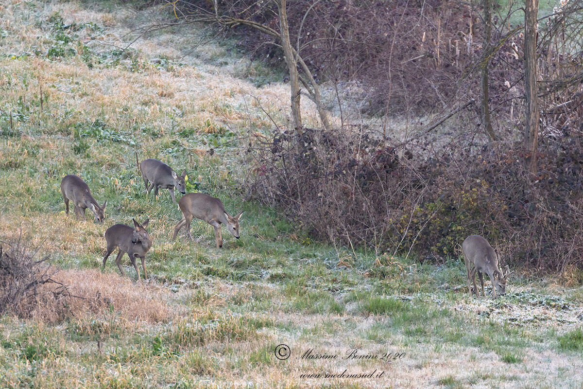 Una tranquilla famigliola