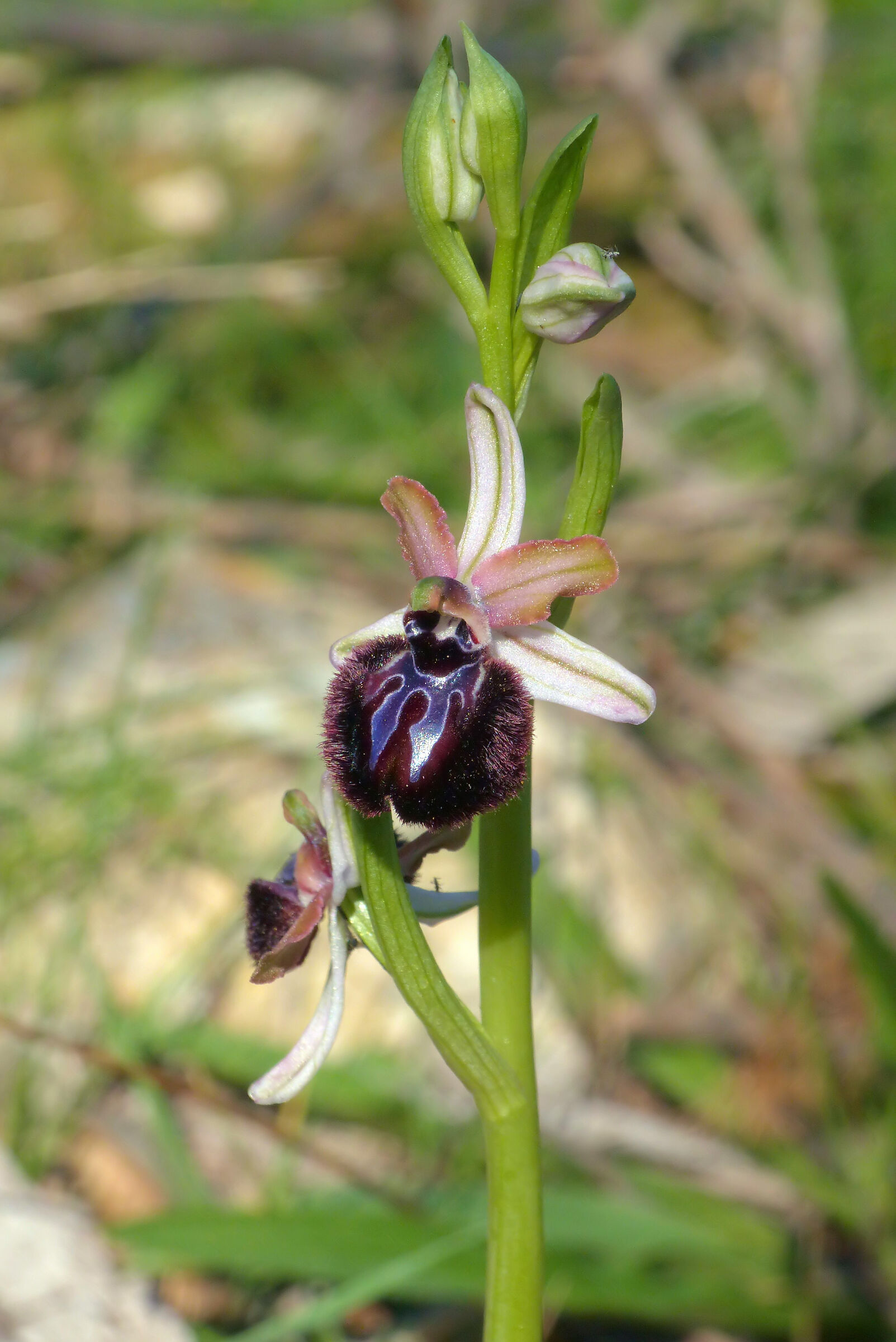 Ophrys sipontensis
