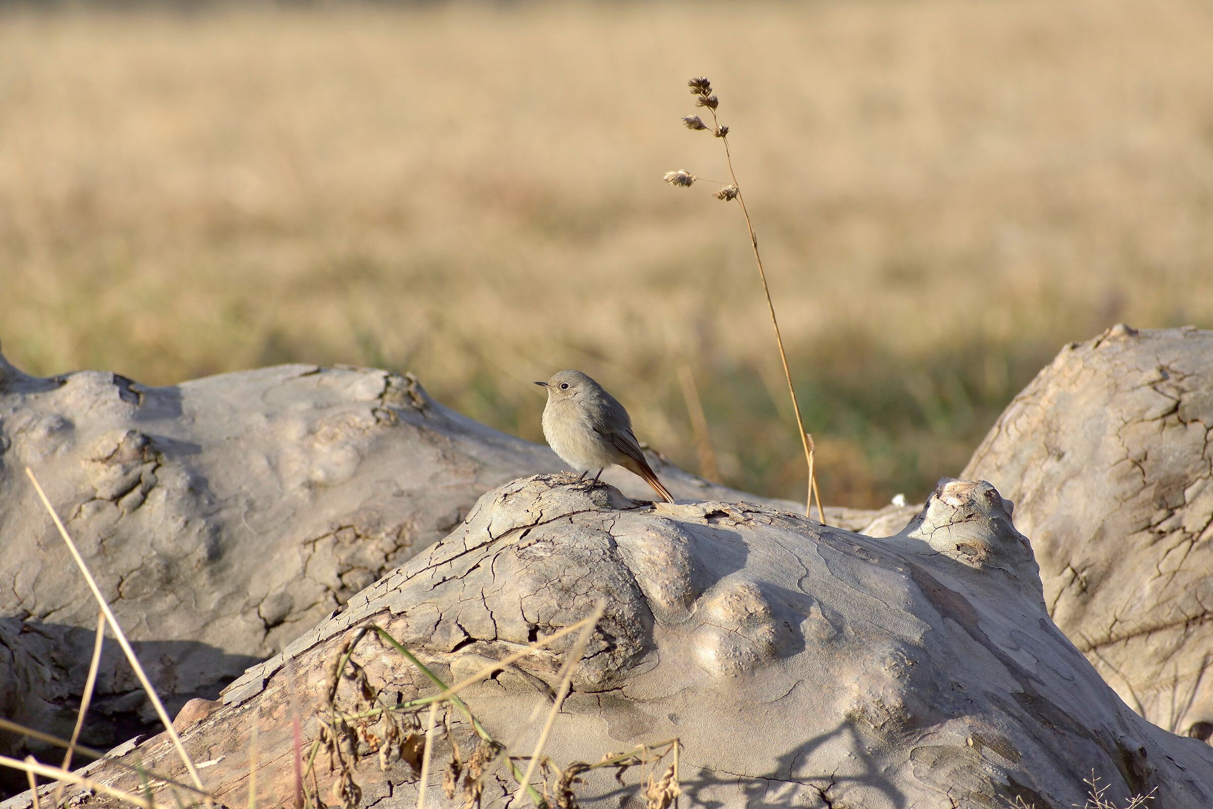 Codirosso spazzacamino