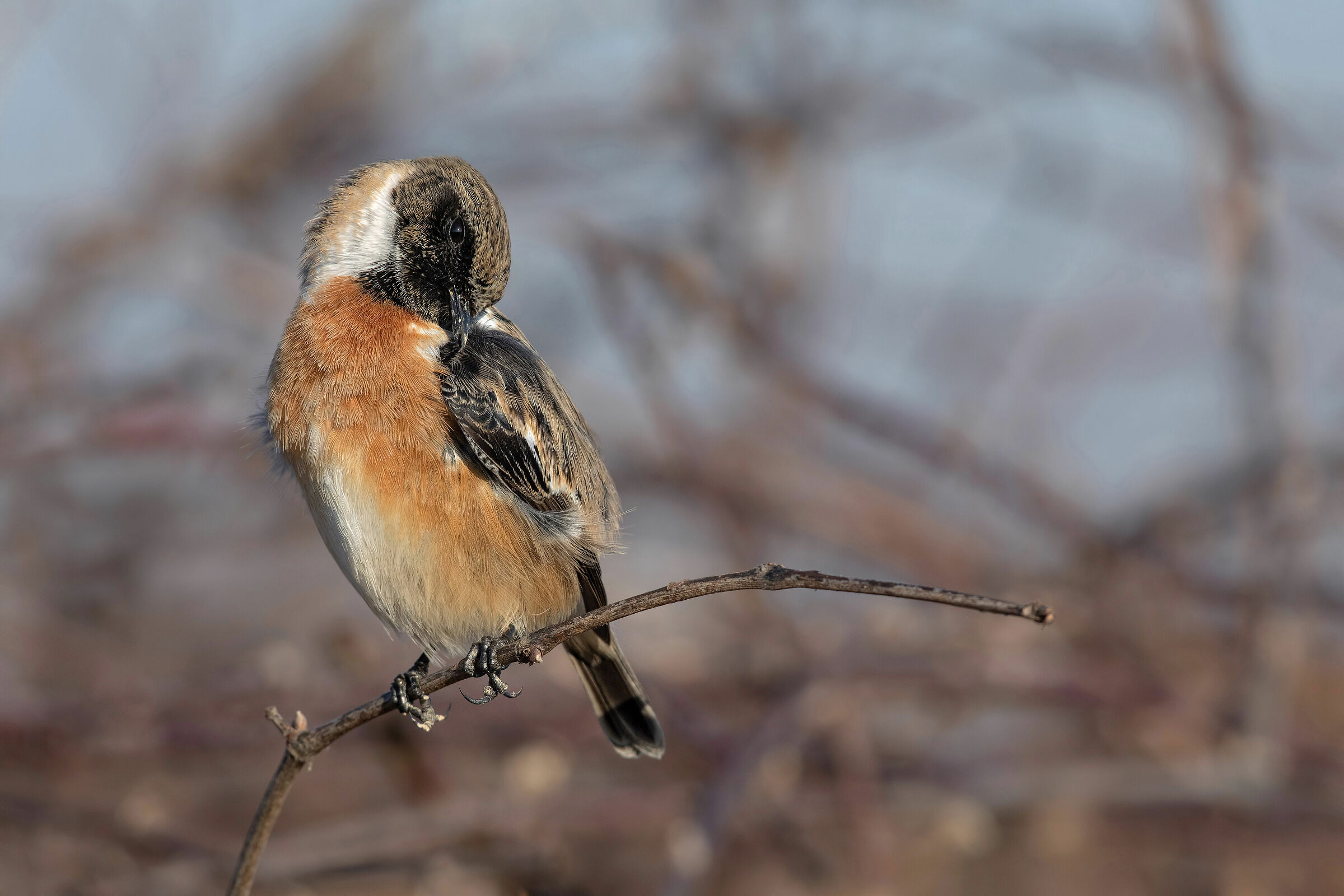 Le pulizie del saltimpalo