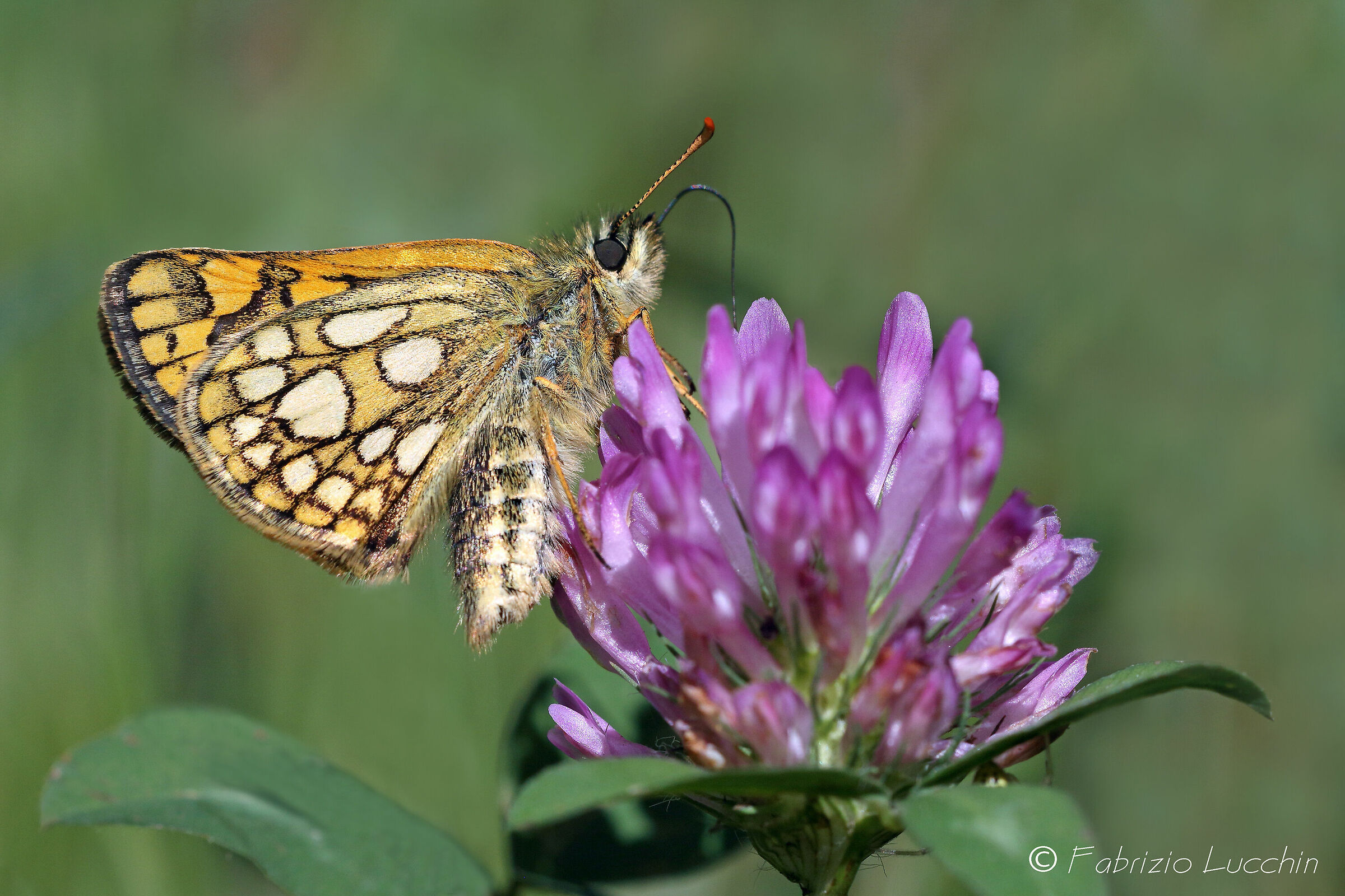 Carterocephalus palaemon
