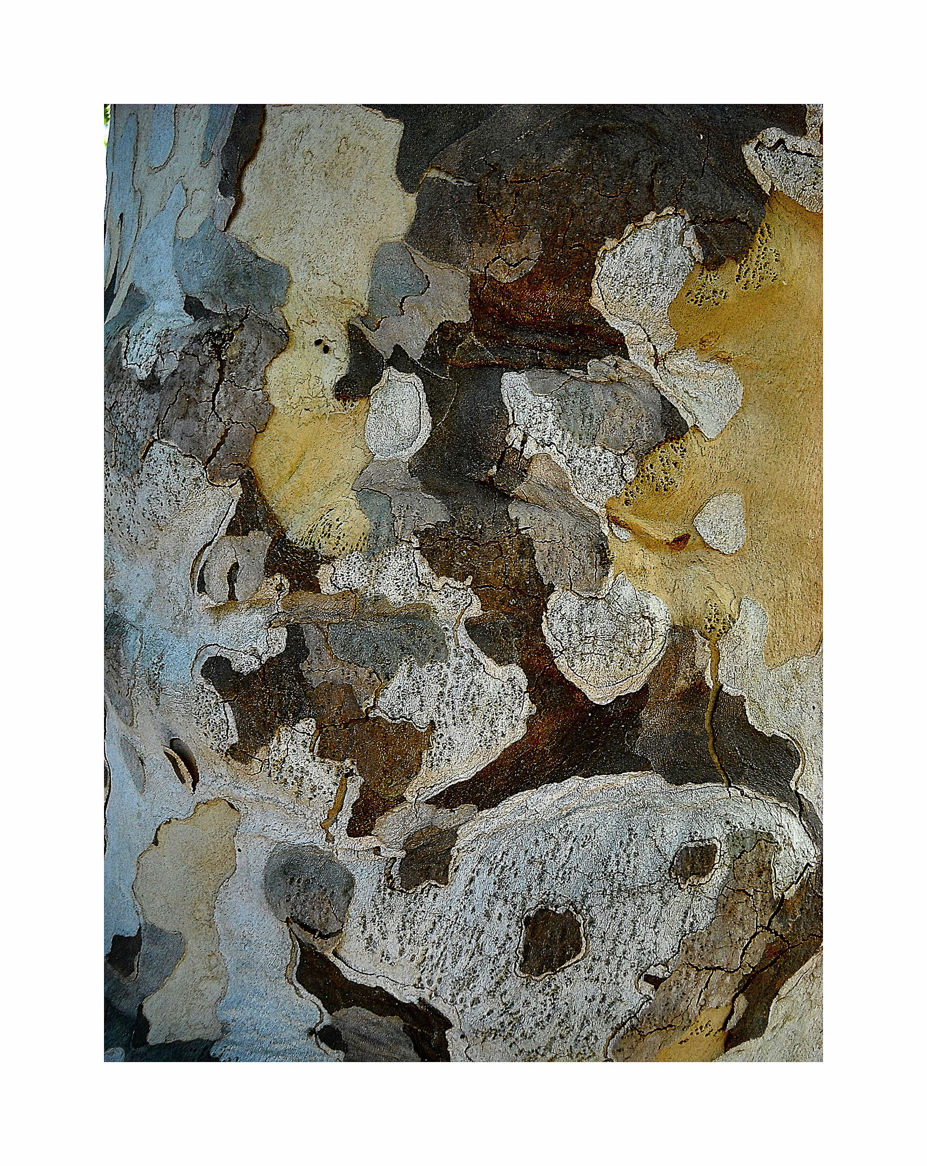 Cromatismi  Arborei