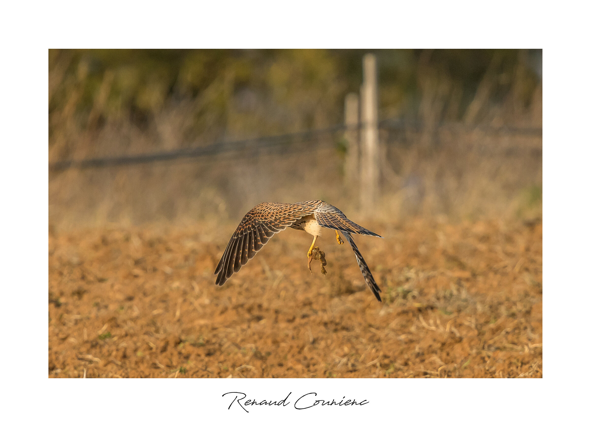 Femmina ghepicl caccia un rospo
