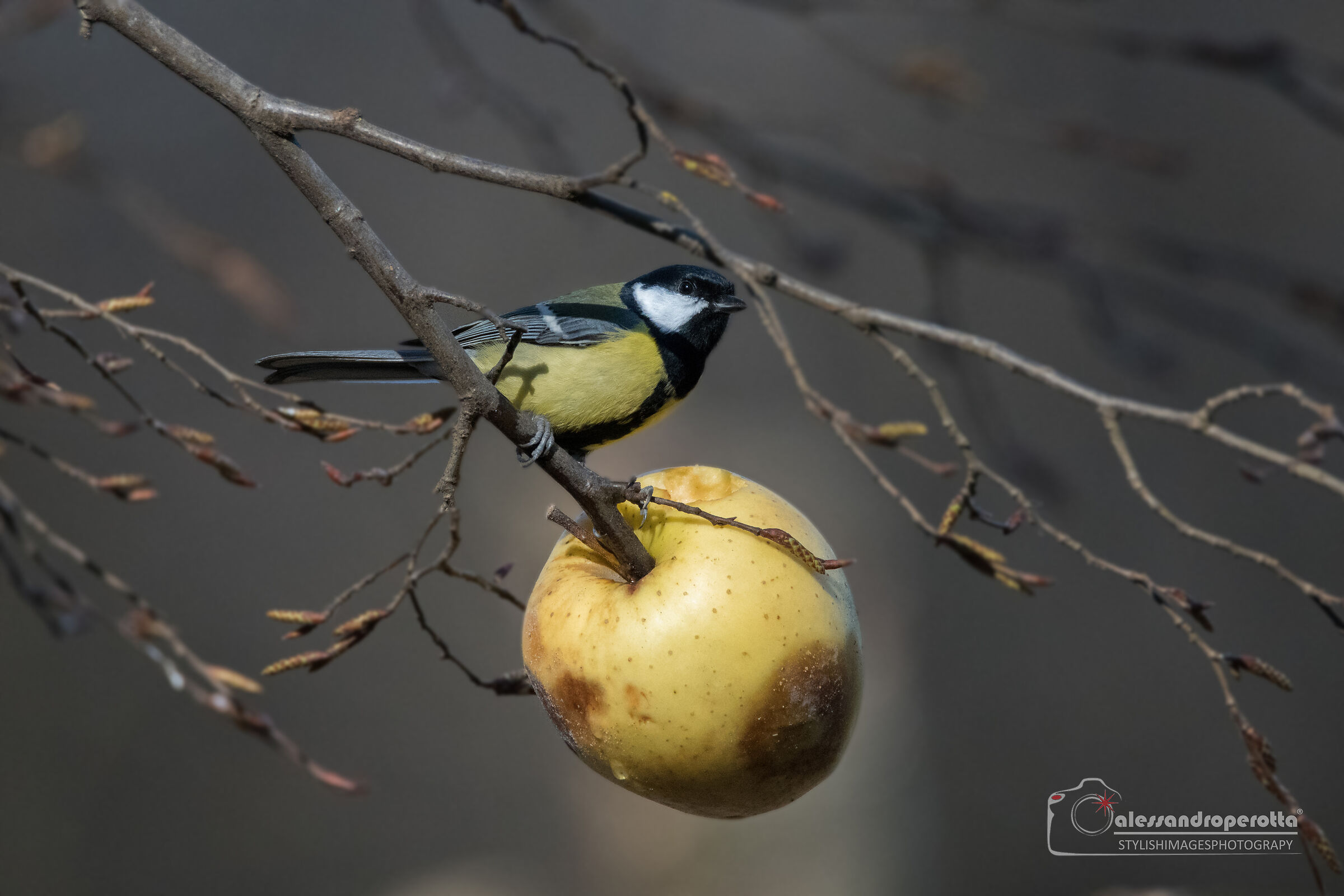 Parus Major
