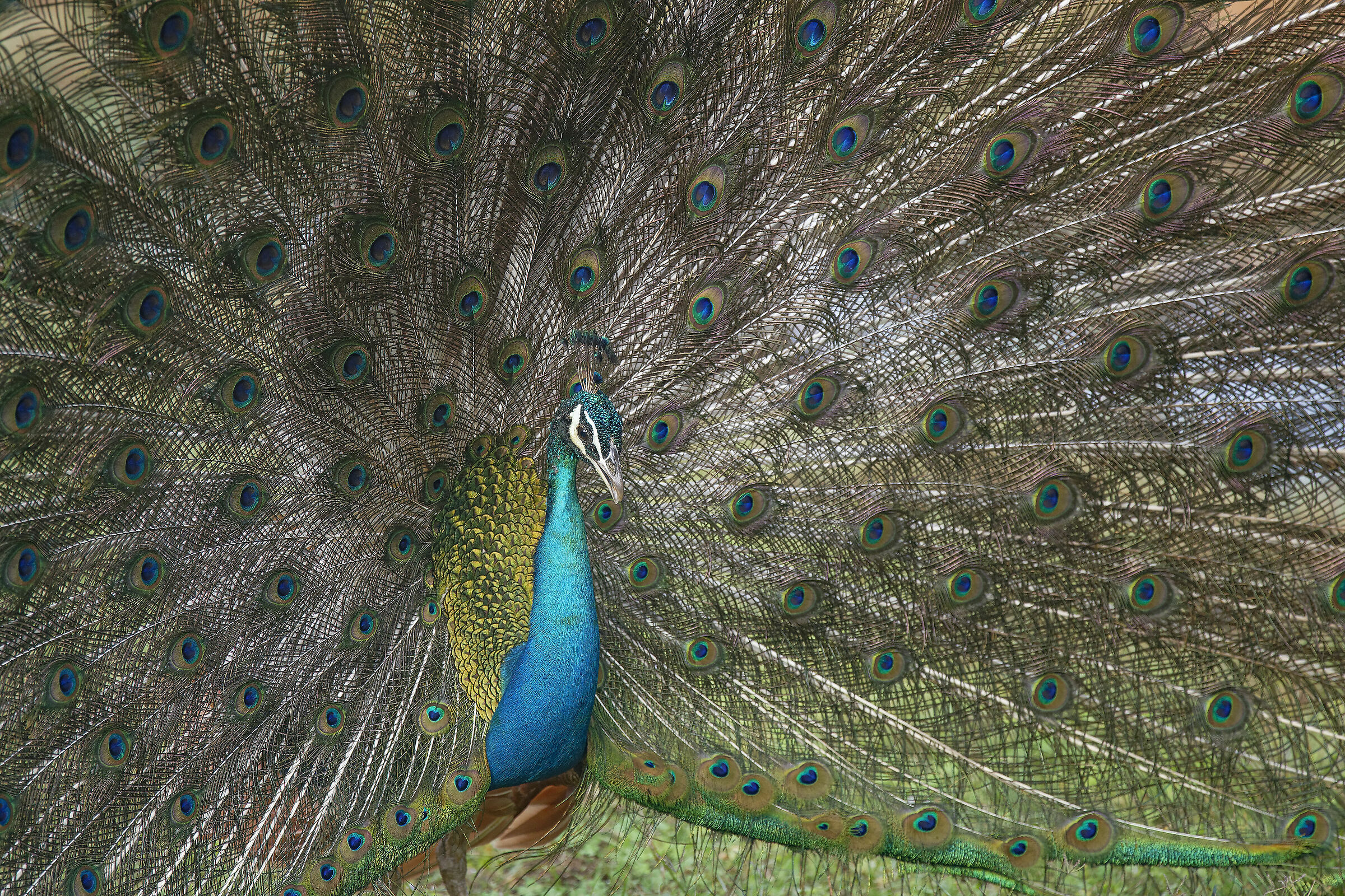 i 1000 occhi del pavone