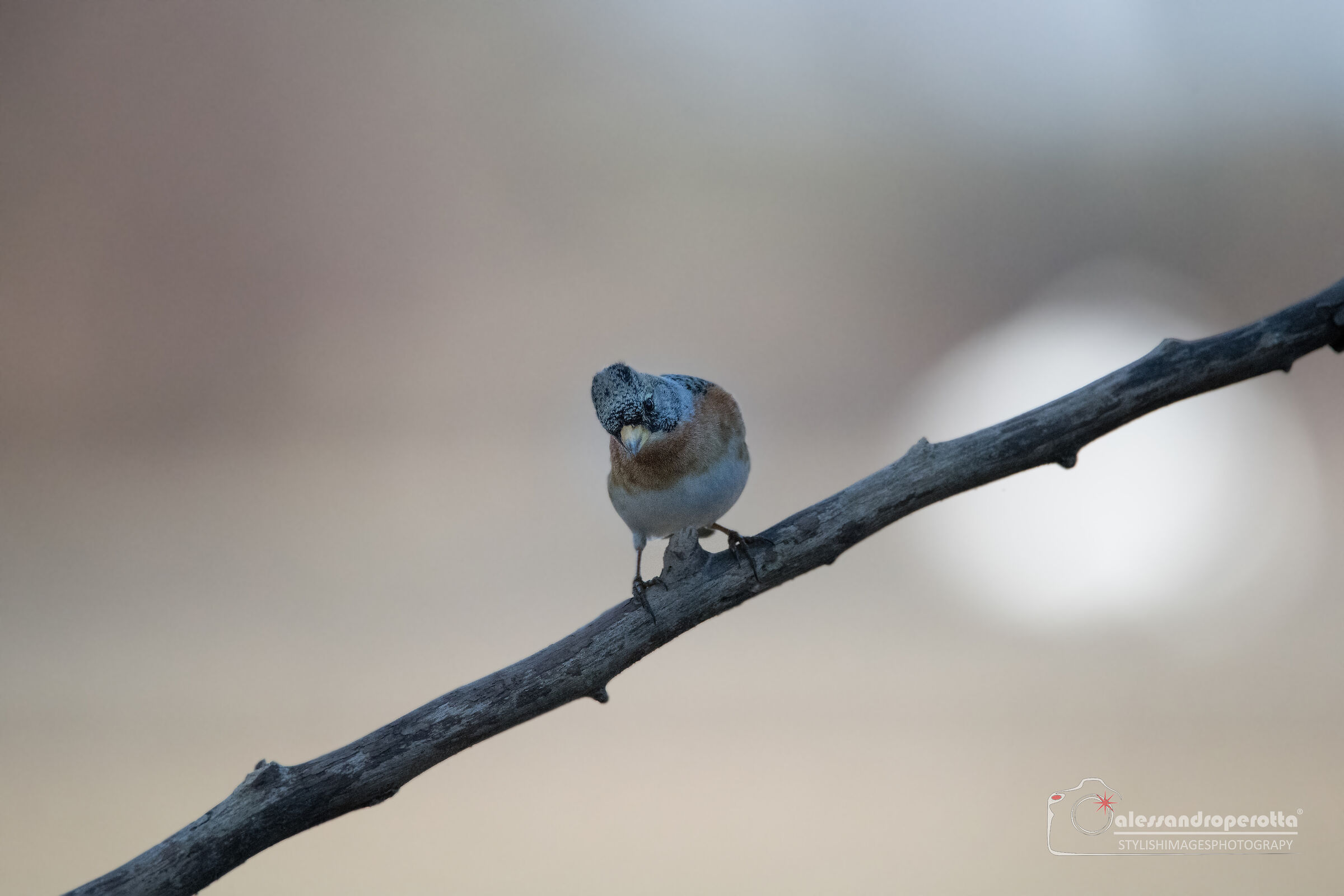 Fringilla montifringilla