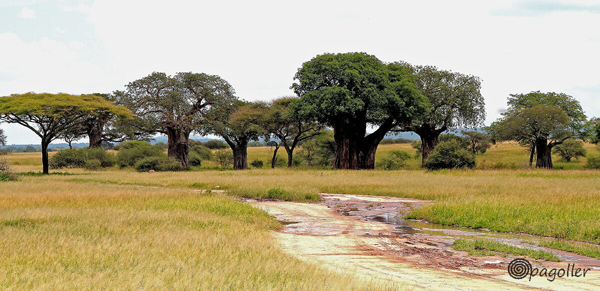 The baobabs of Tarangire Park