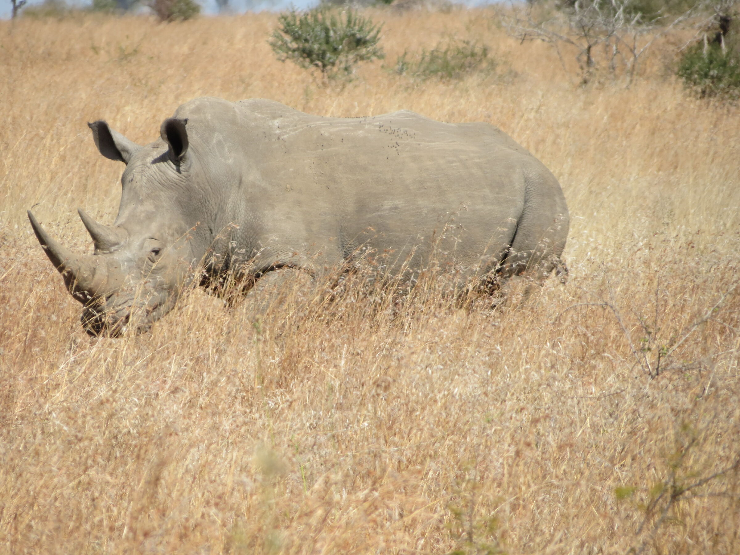 rinoceronte bianco Sudafrica