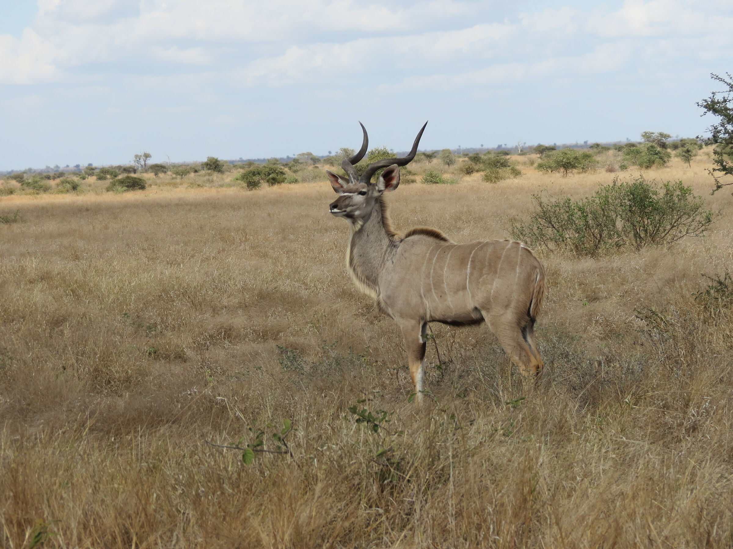 la preda preferita della savana