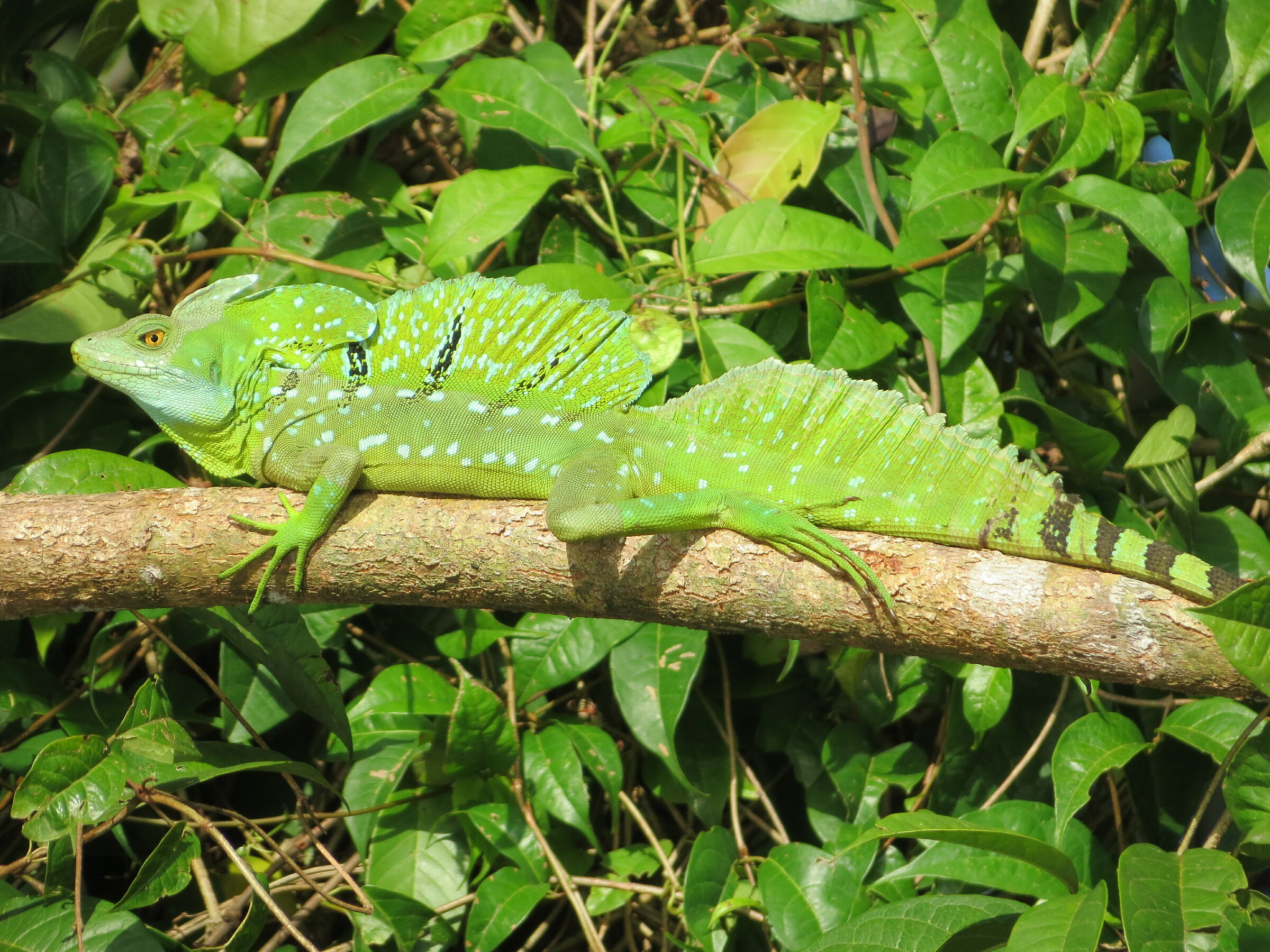 ricordi dal Costarica