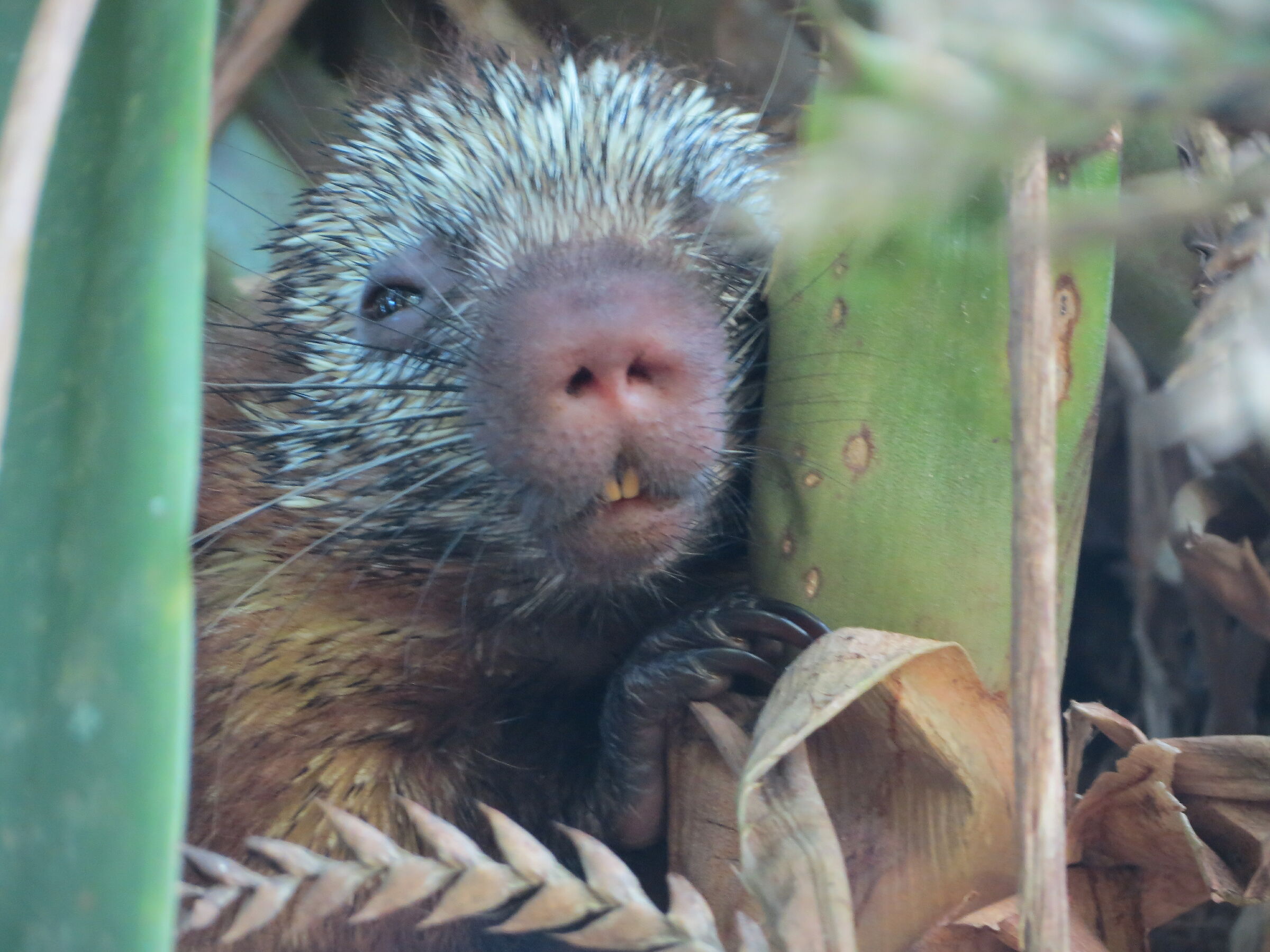 Porcospino Costarica