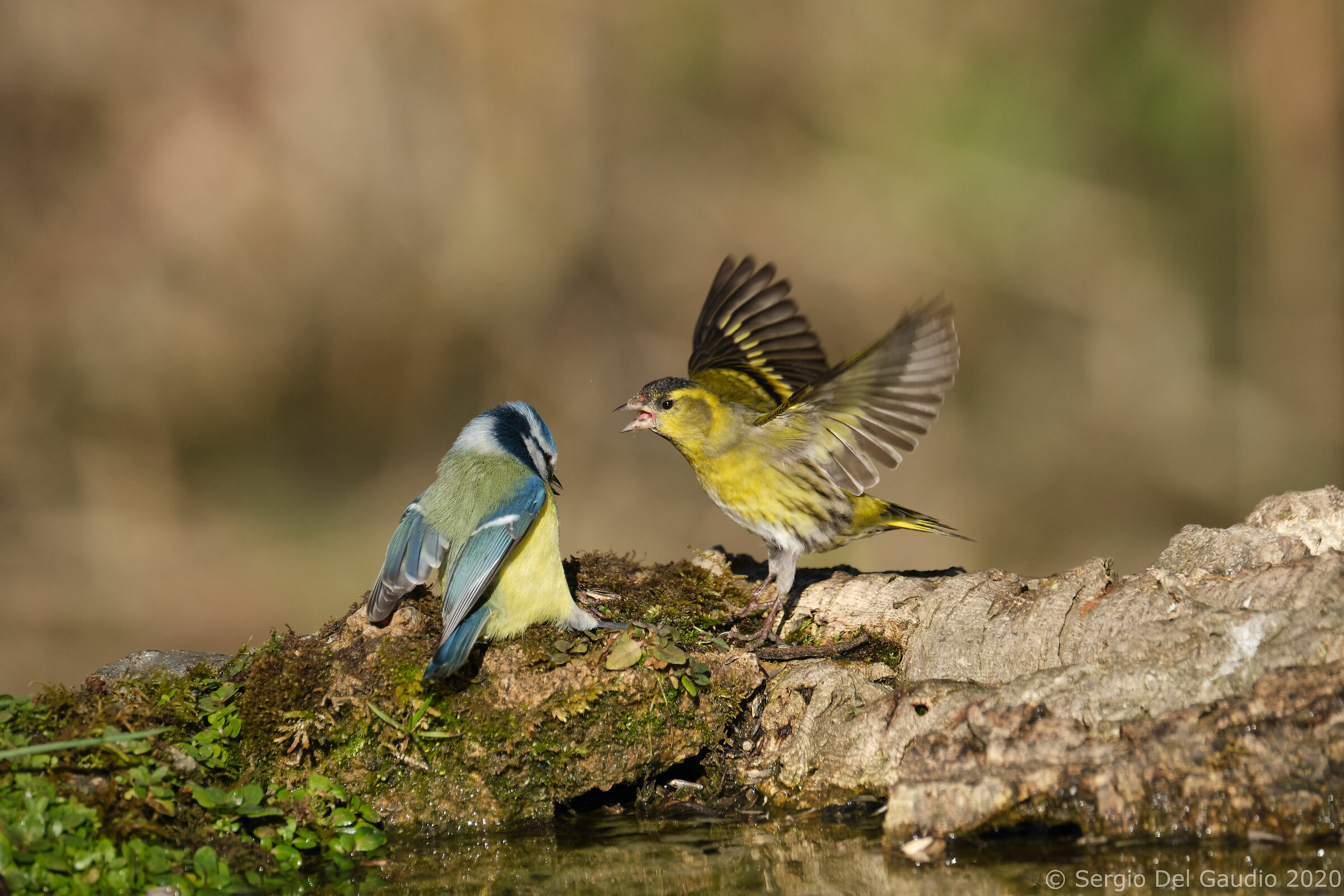 Lucherino vs Cinciarella: beghe di condominio