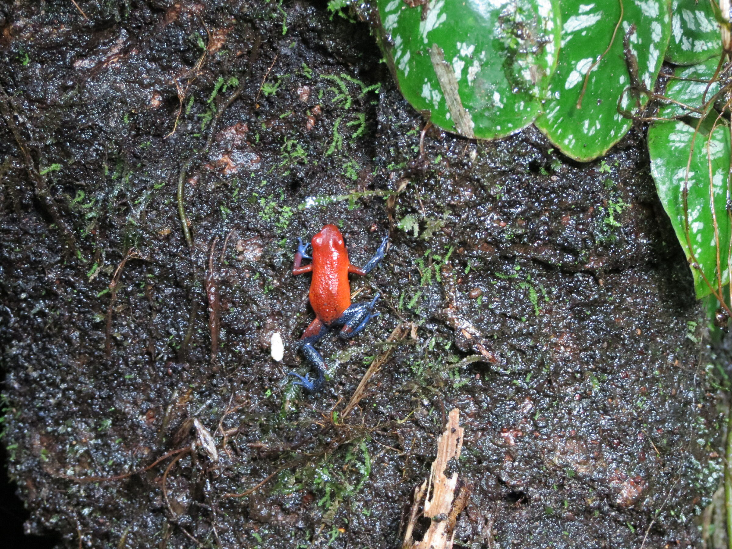 rana con i jeans Costarica