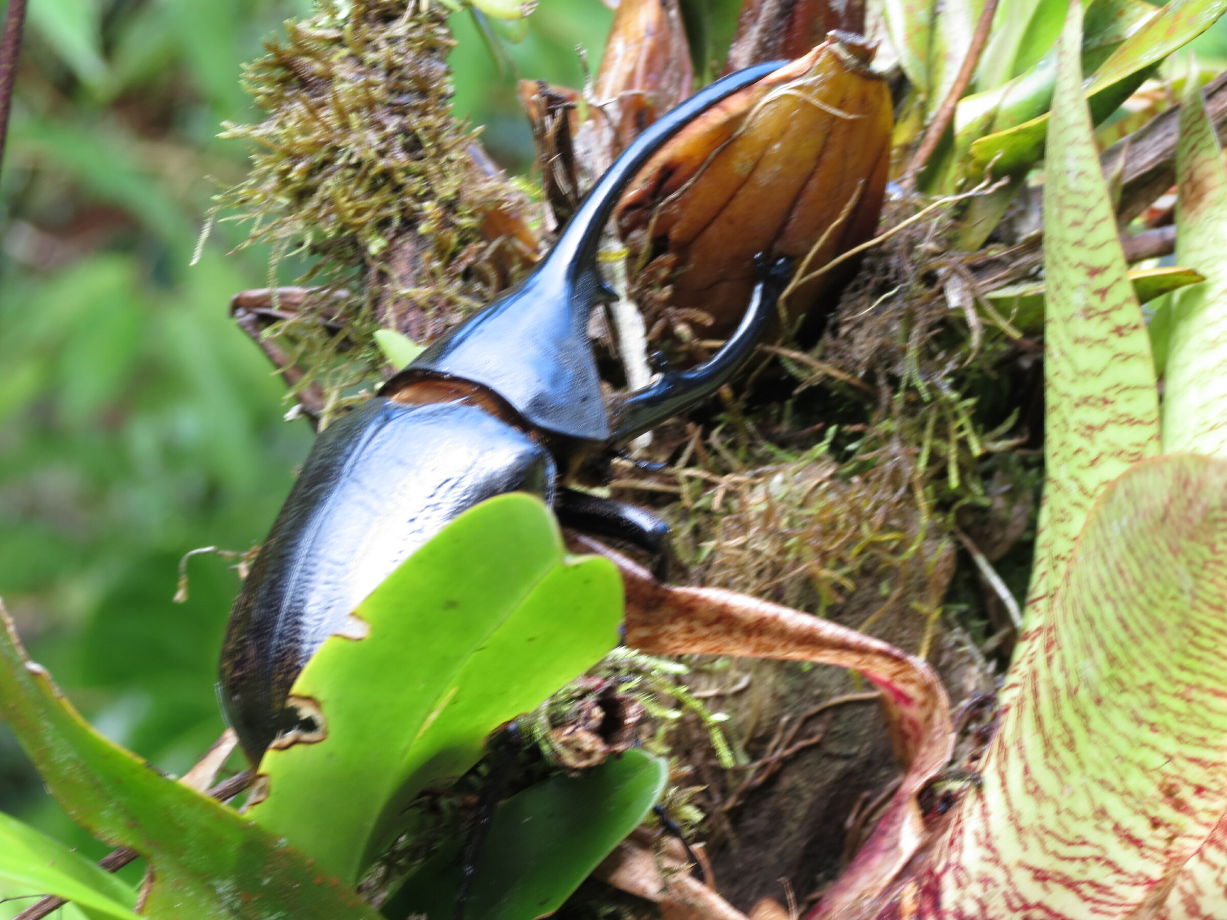 guerriero con la corazza