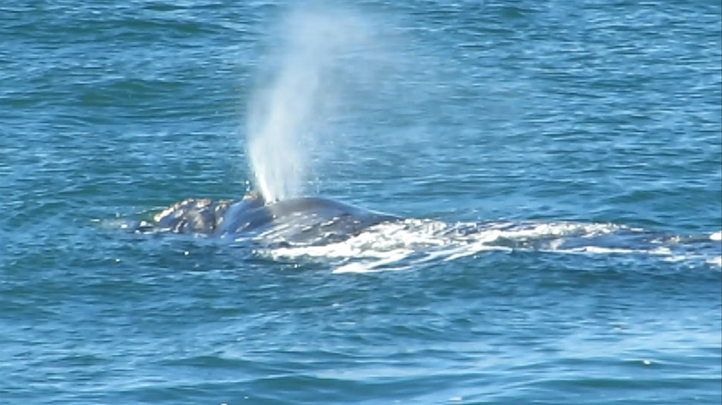 balena in British Columbia