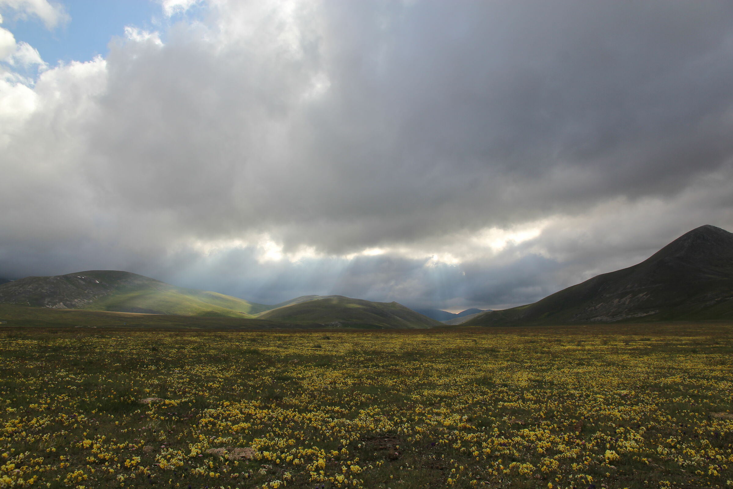 flowering under Mount Bolza