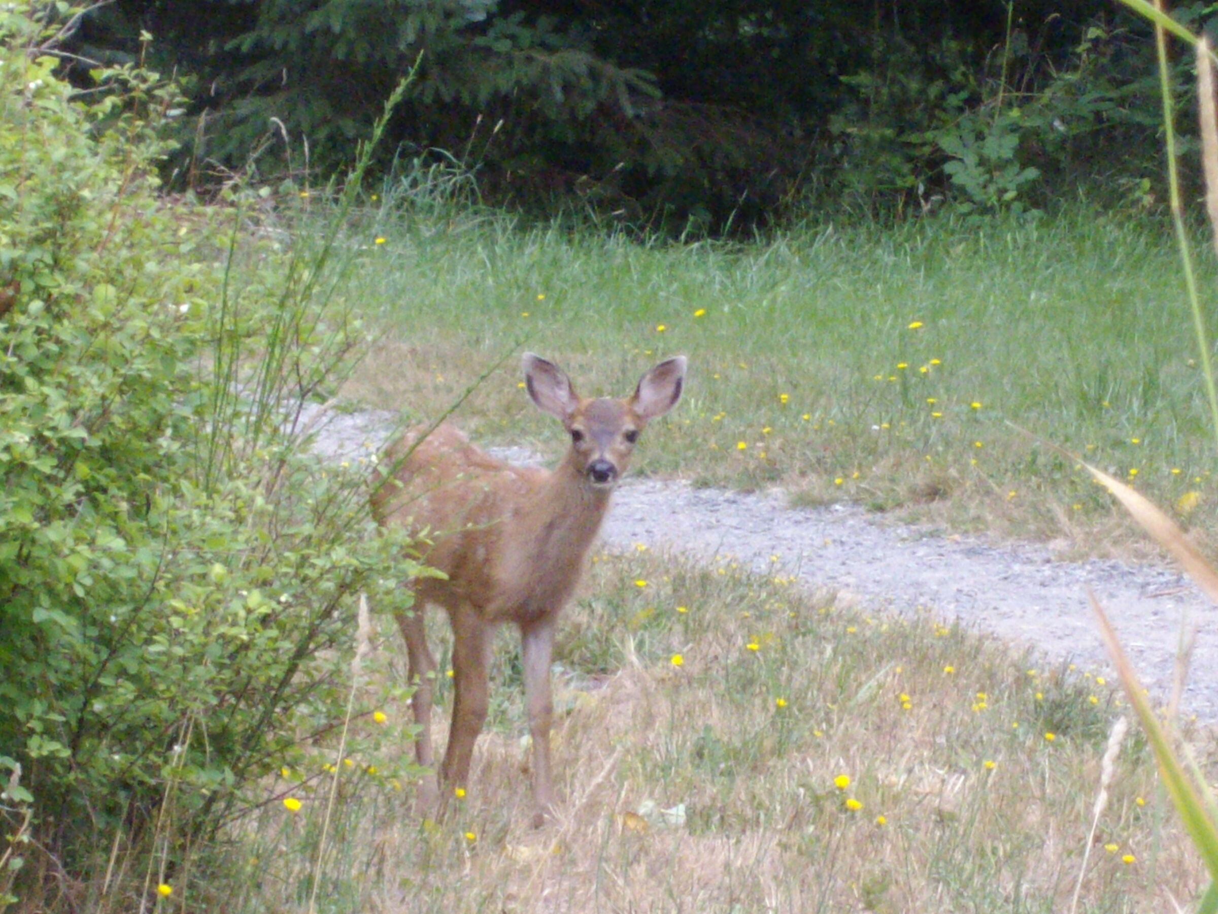 animale da giardino in Canada