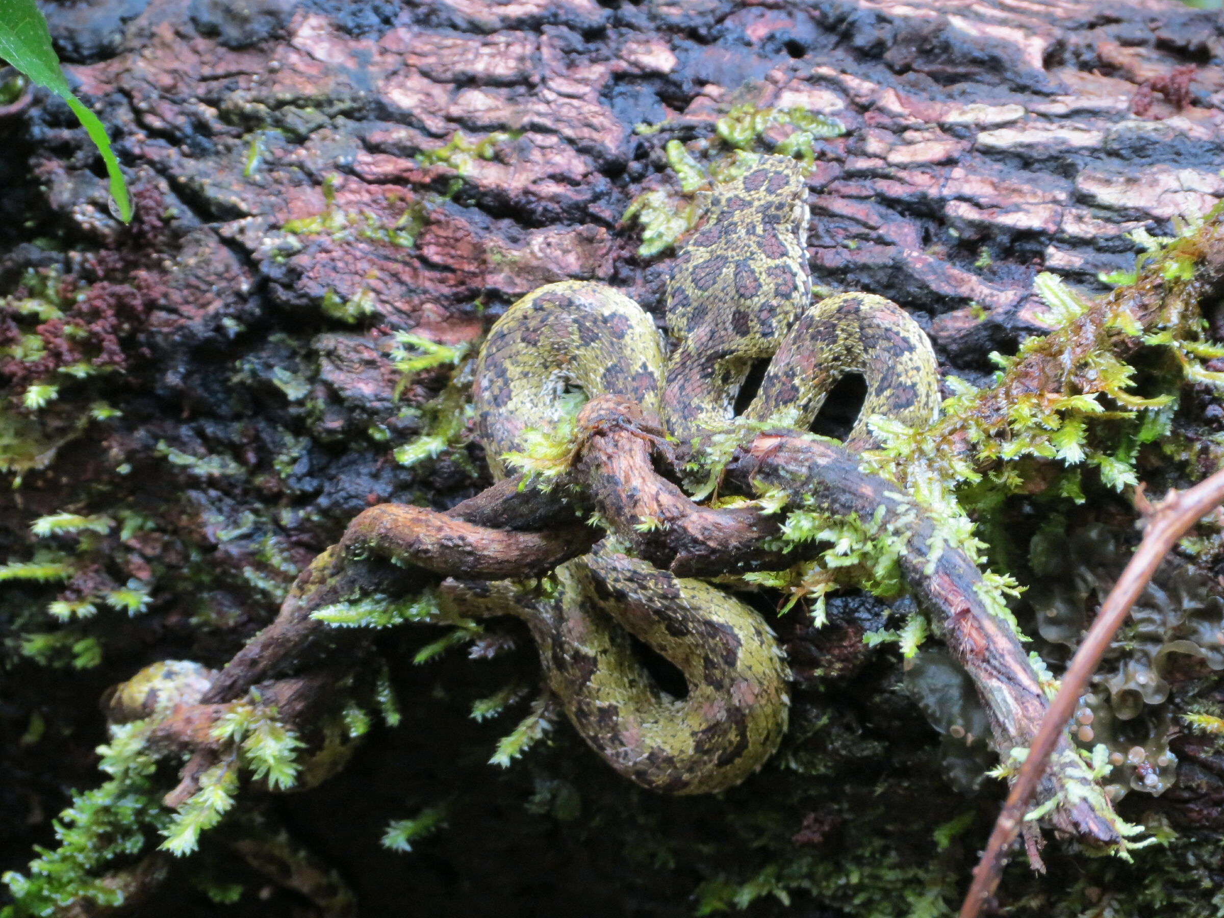 mimetismo in Costarica