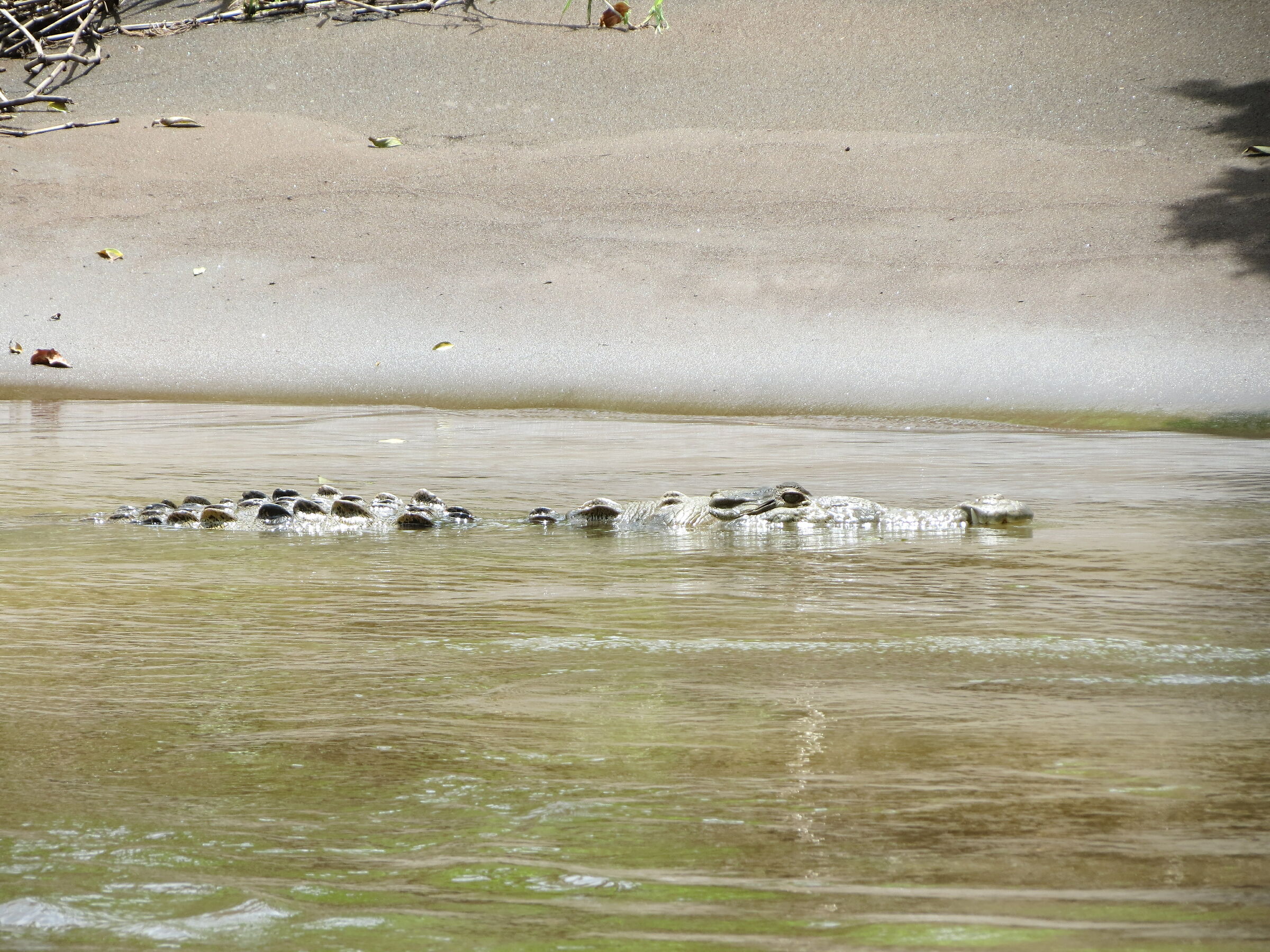 rettile in Sudafrica