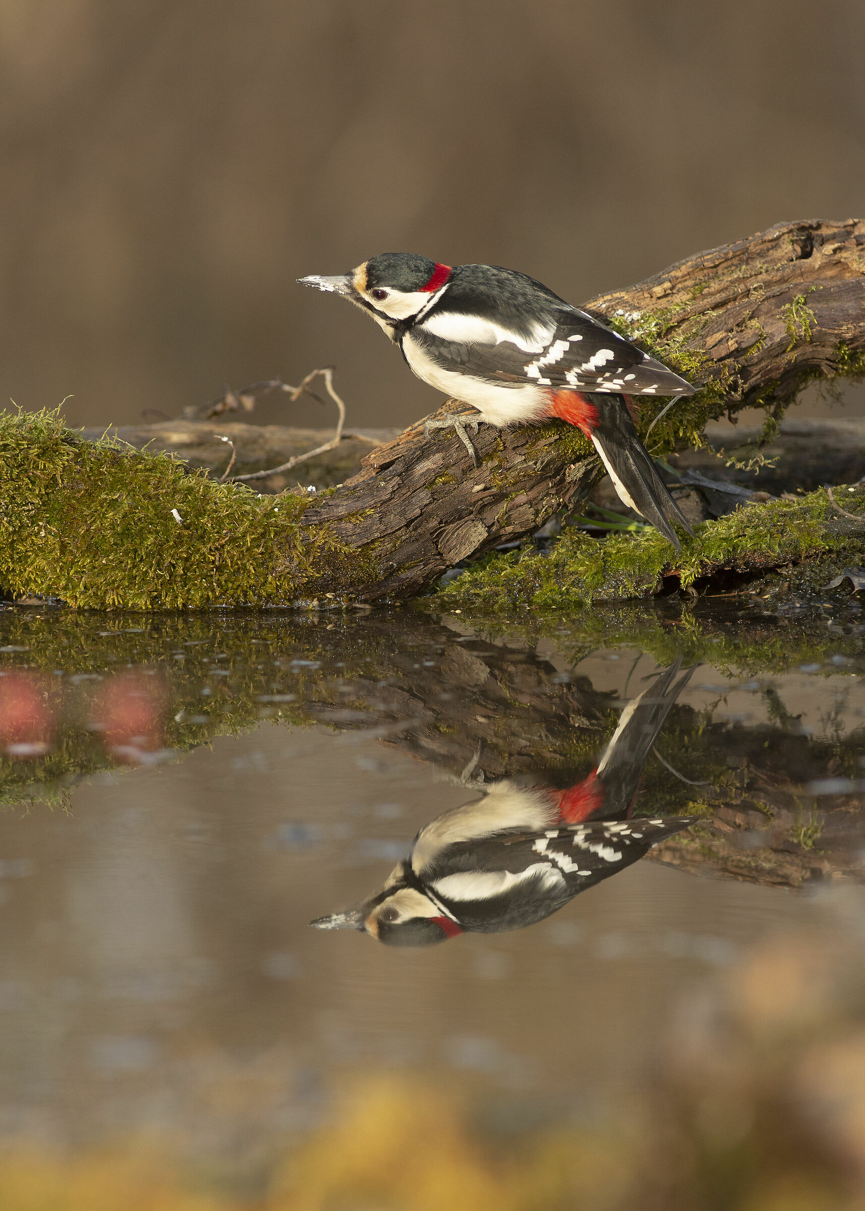 Mirror servant of my cravings.