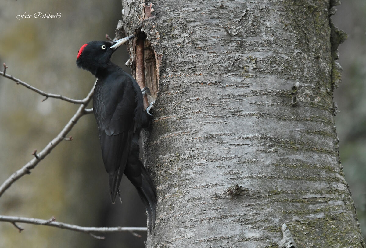 Black woodpecker...