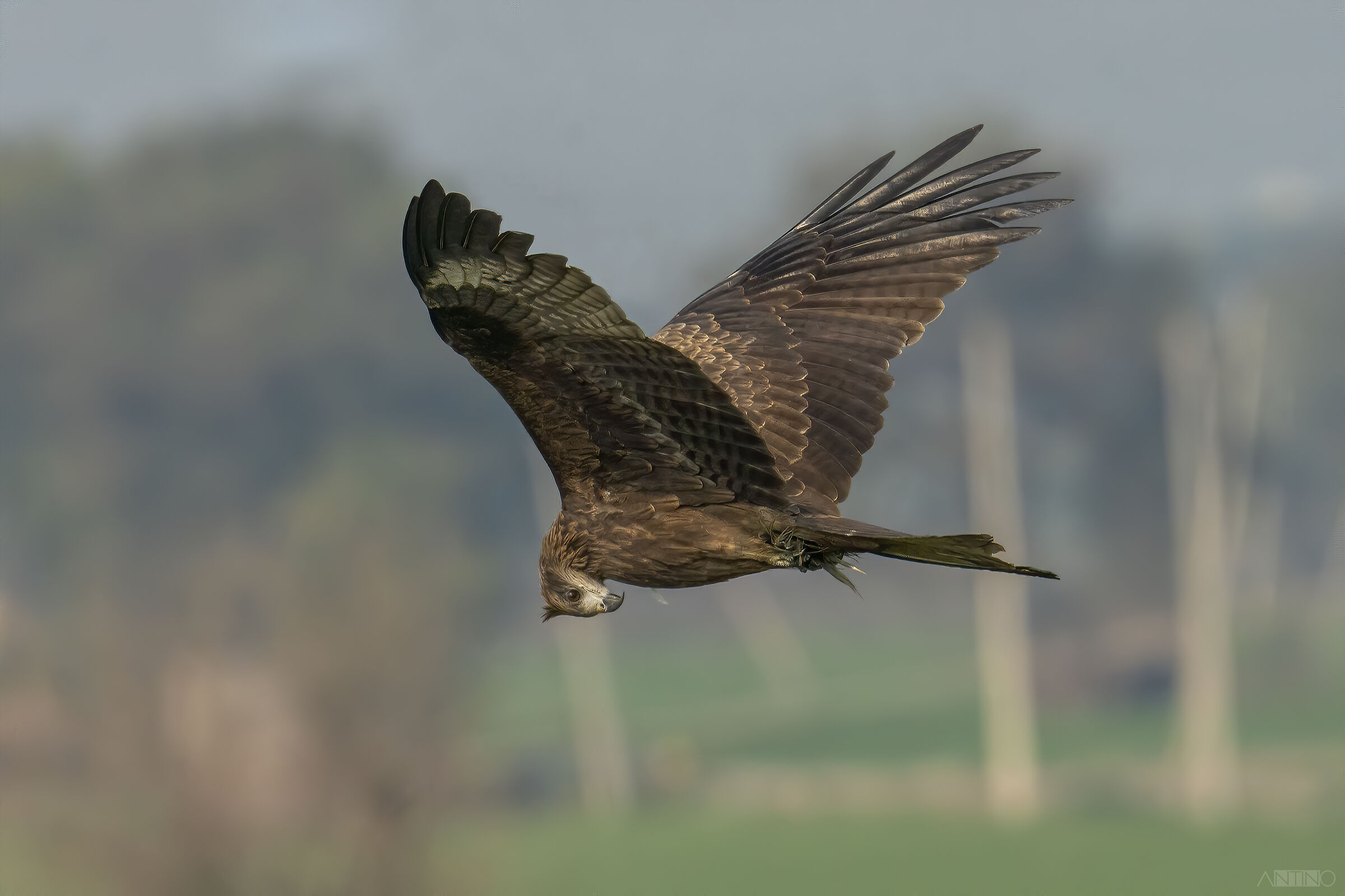 Greater spotted eagle