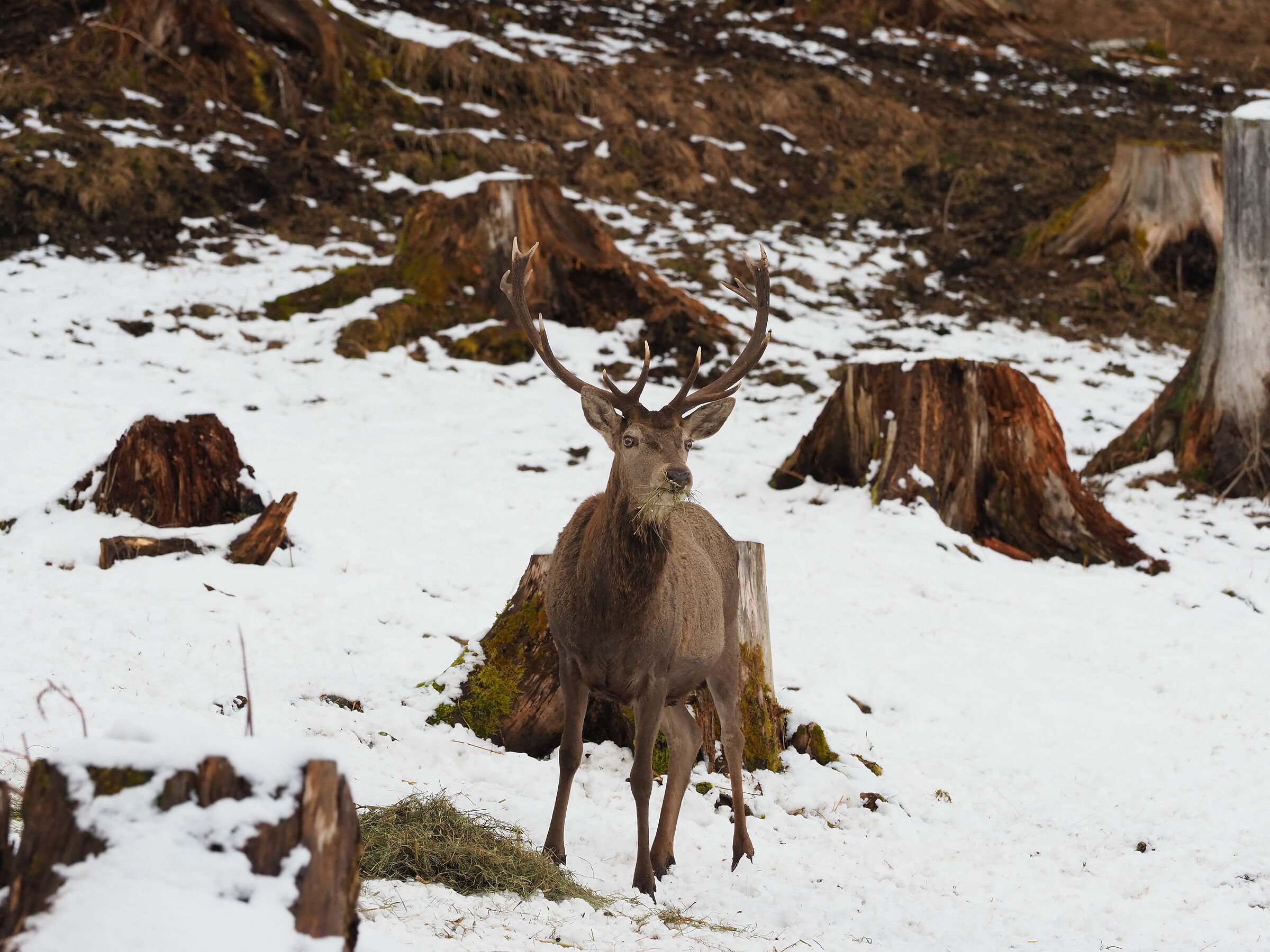 Austrian deer