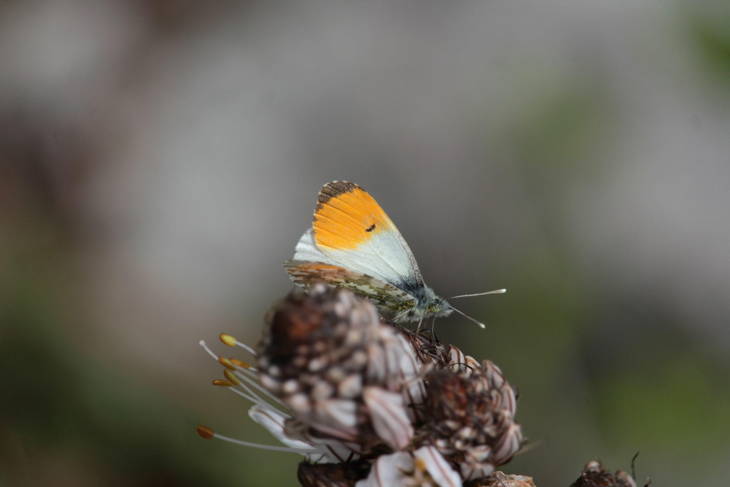 anthocharis cardamines