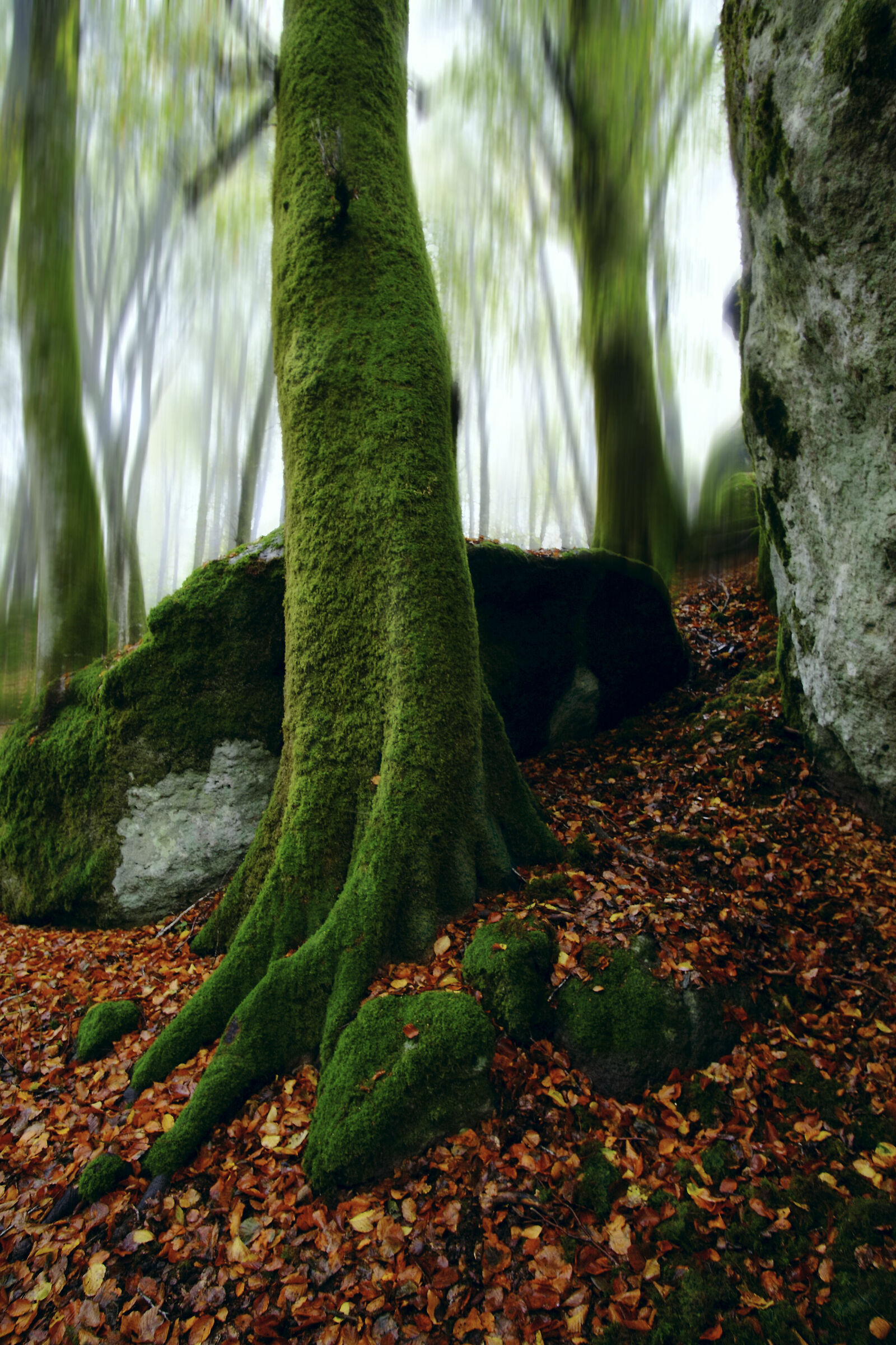 Faggeta - Soriano al Cimino