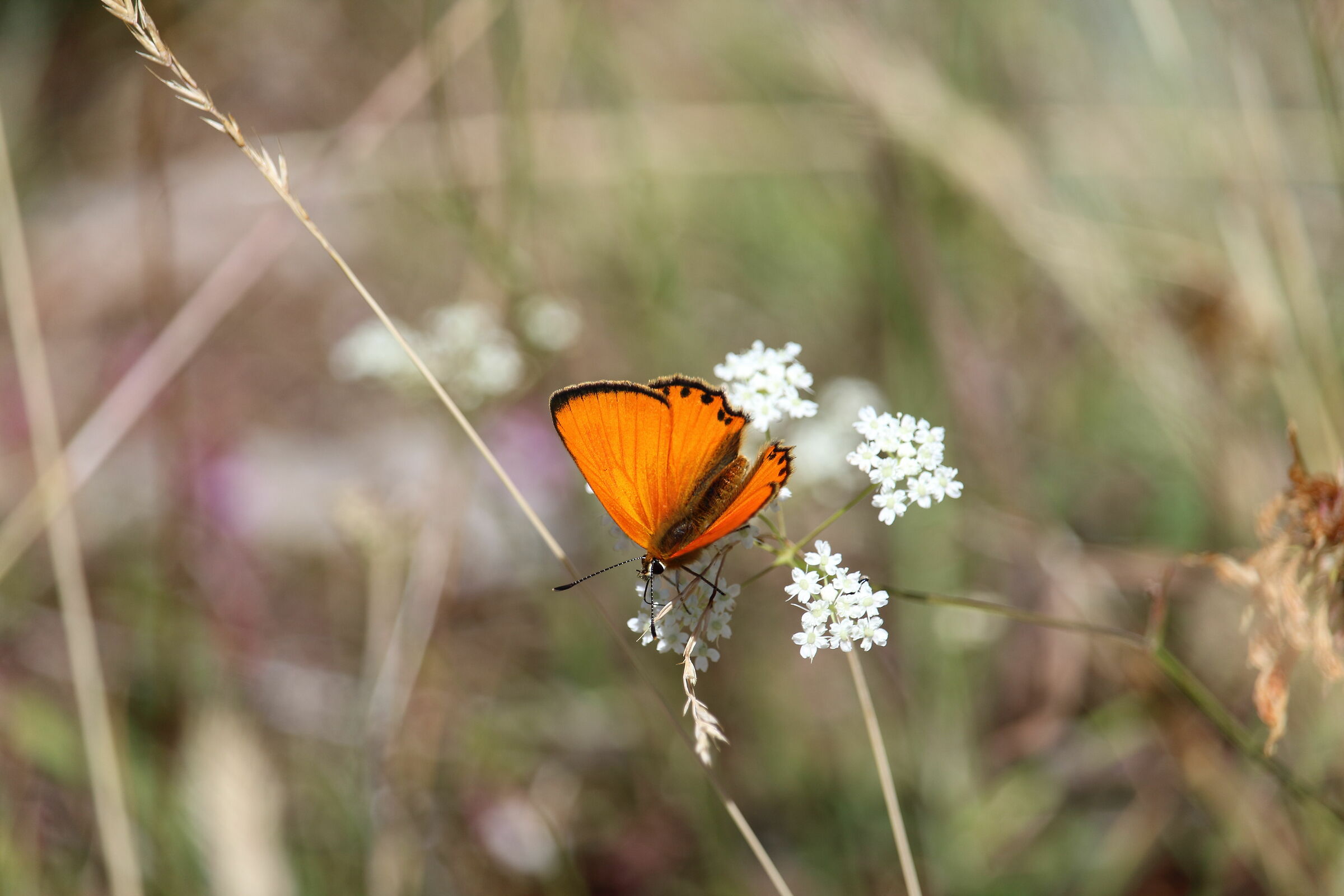 lycaena virgaurae