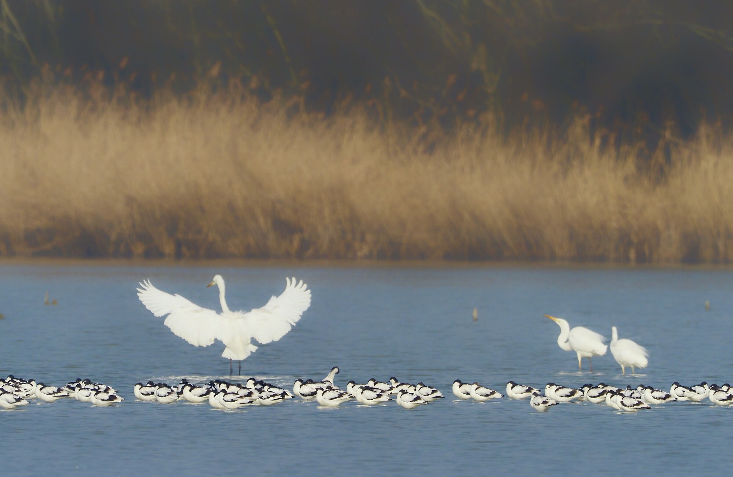 Aironi Bianchi e Avocette