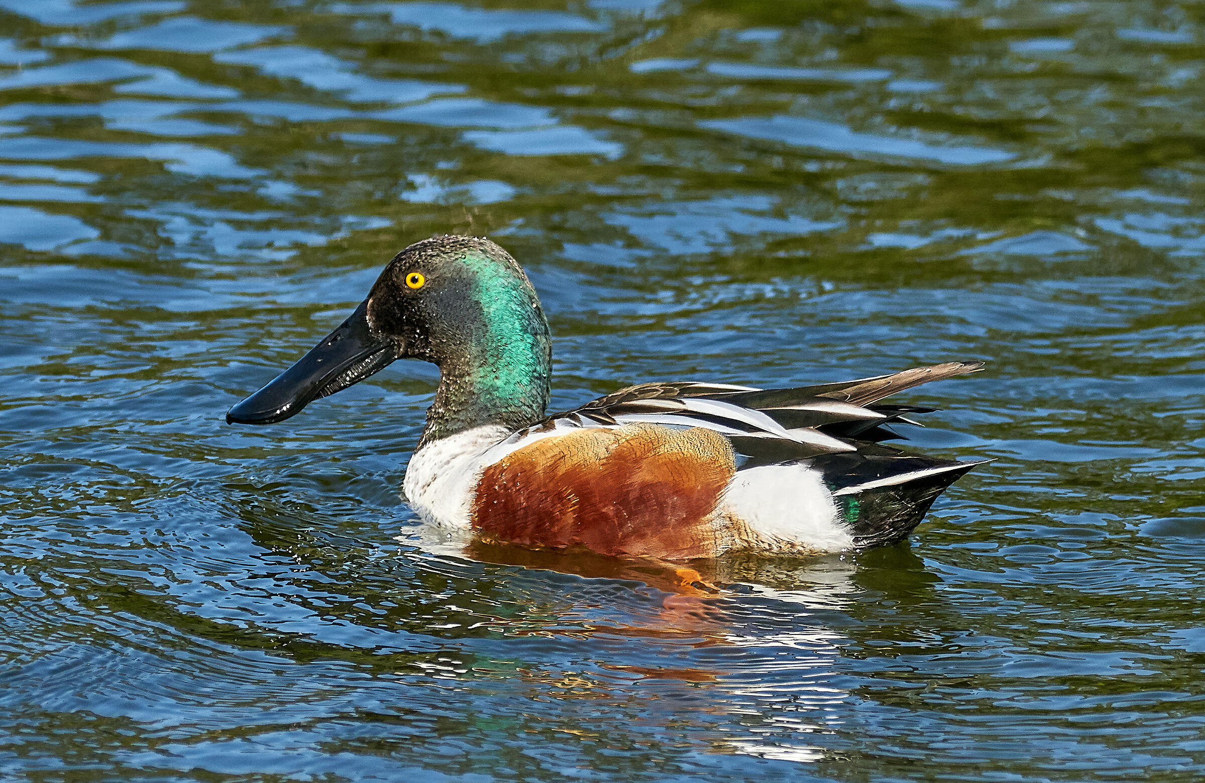 Northern Shoveler