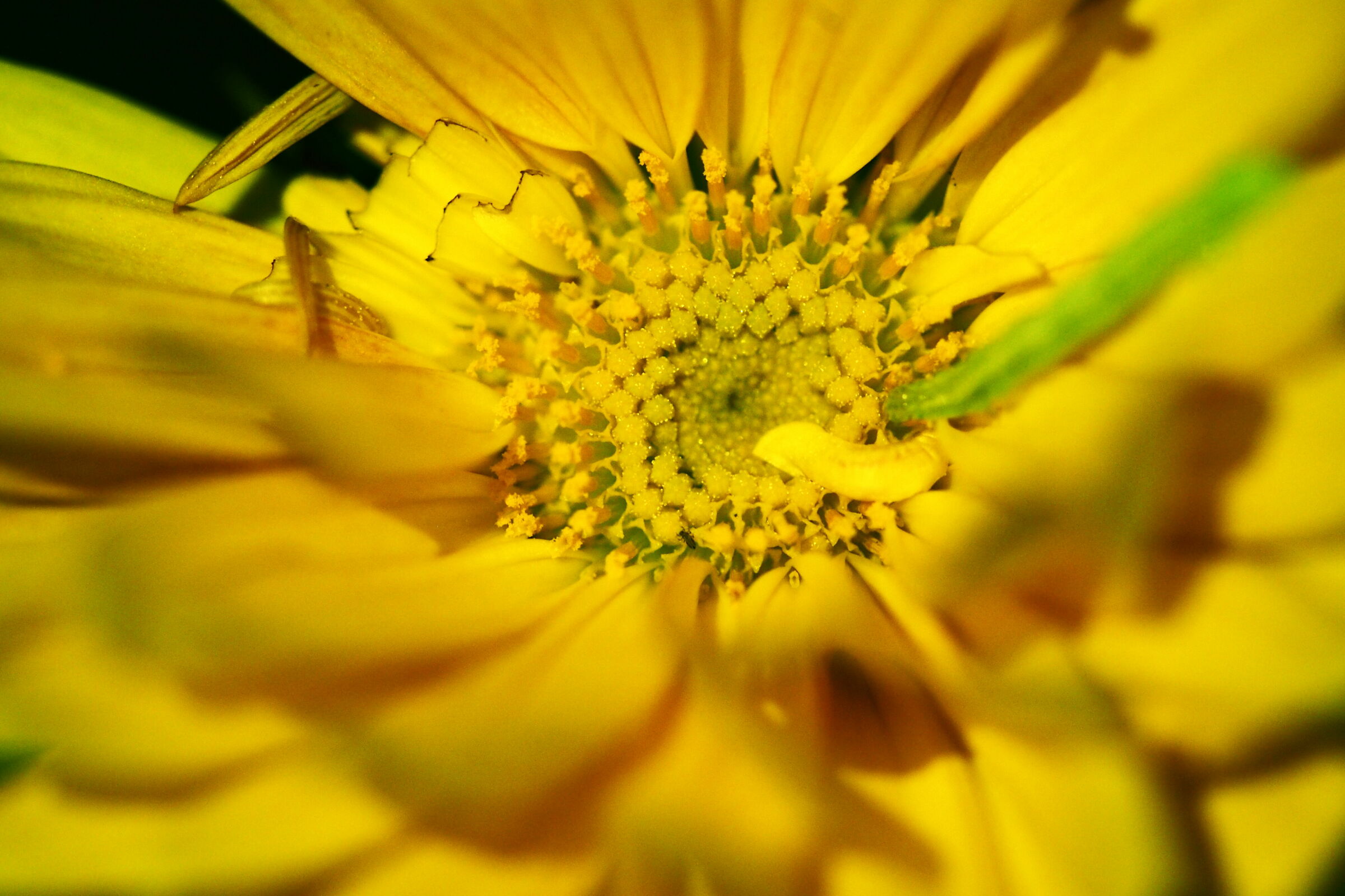 La domenica a pranzo