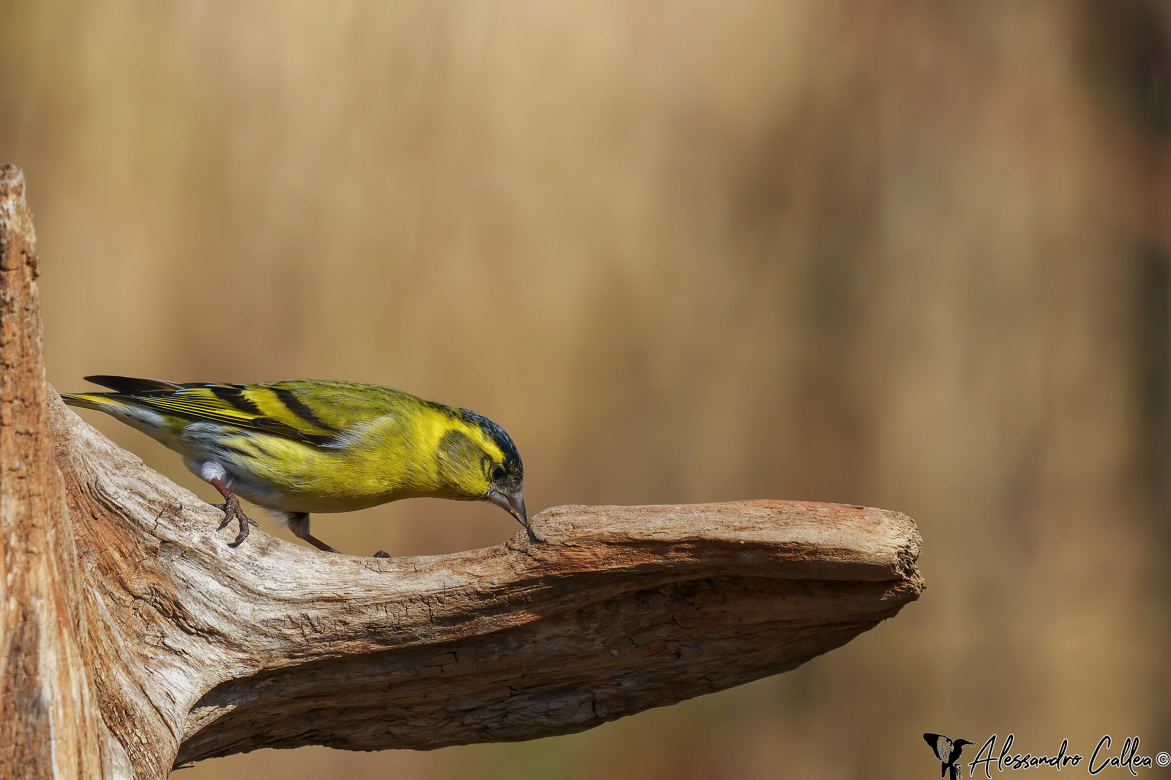 Mi butto o non mi butto, questo è il problema...