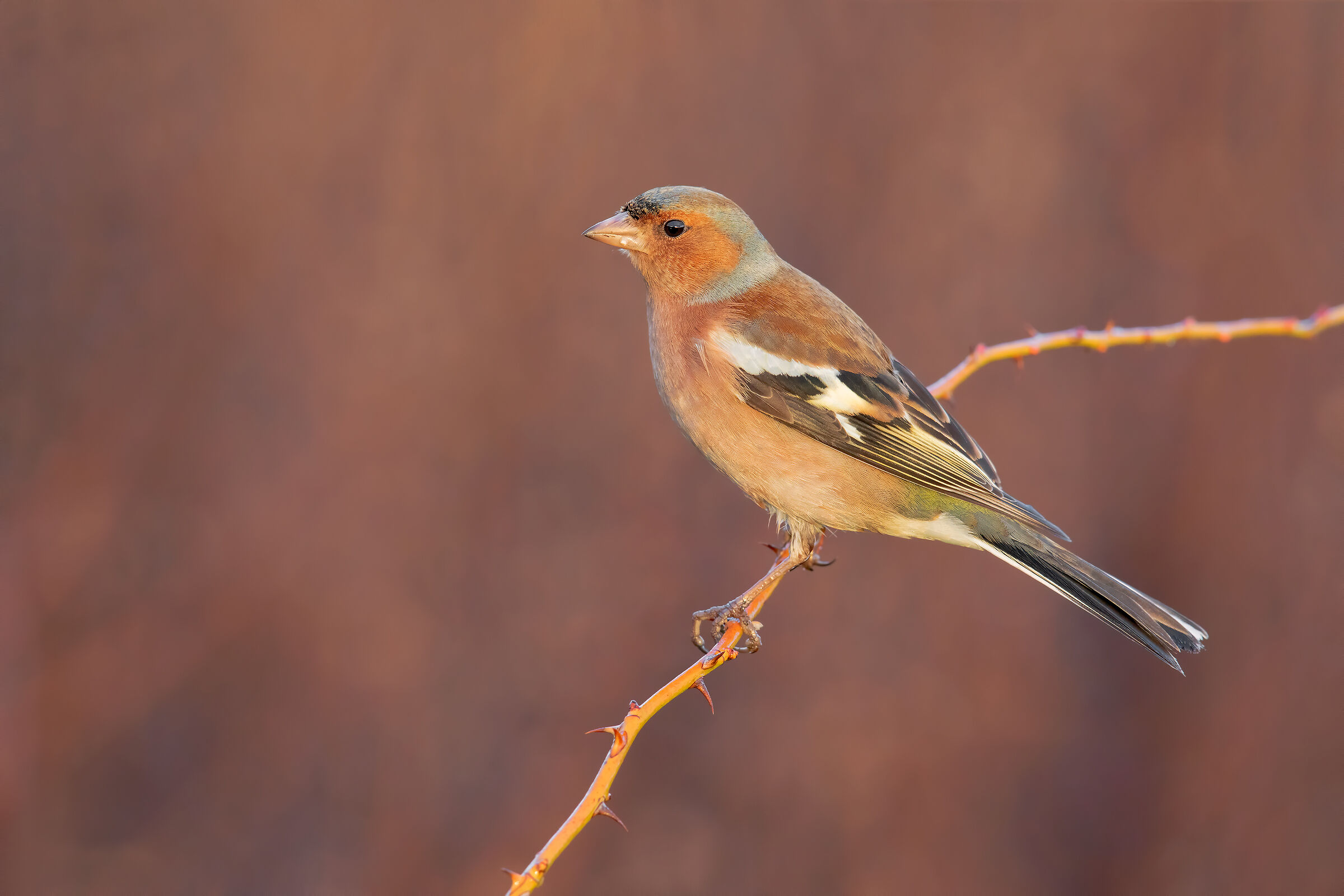 Chaffinch!!!!
