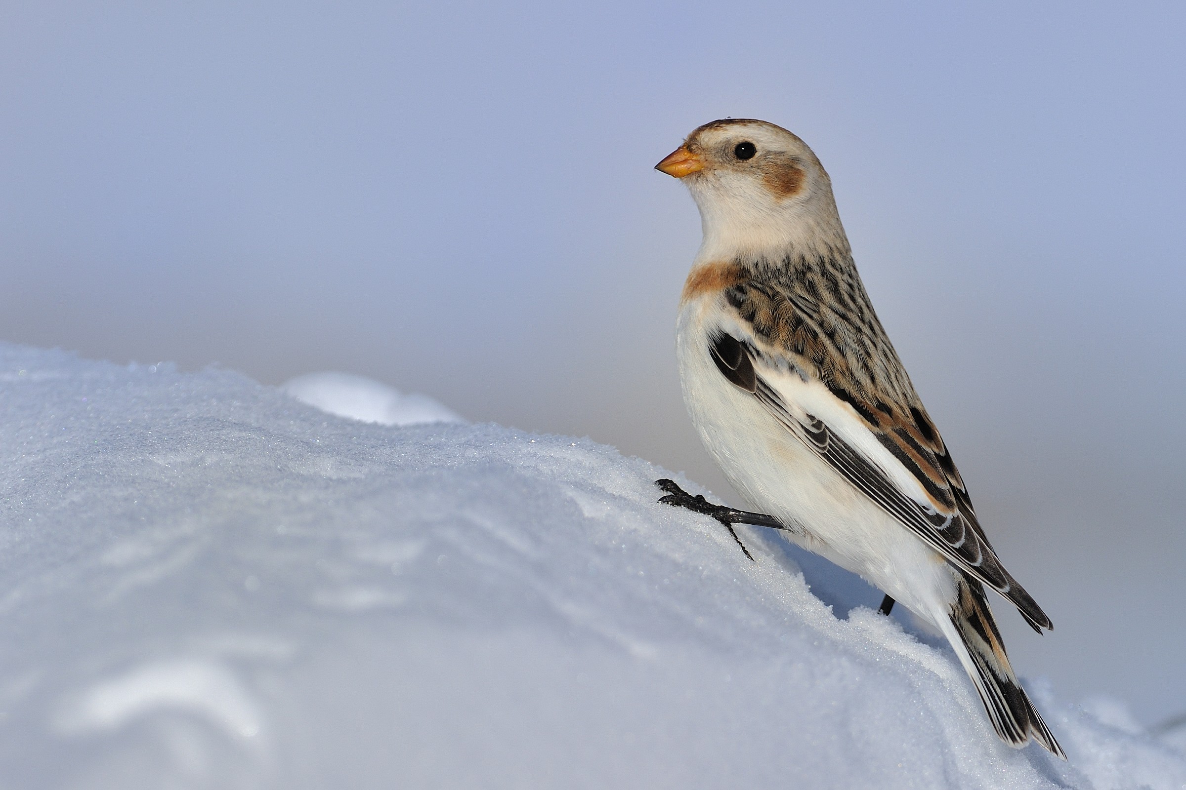 Snow Bunting