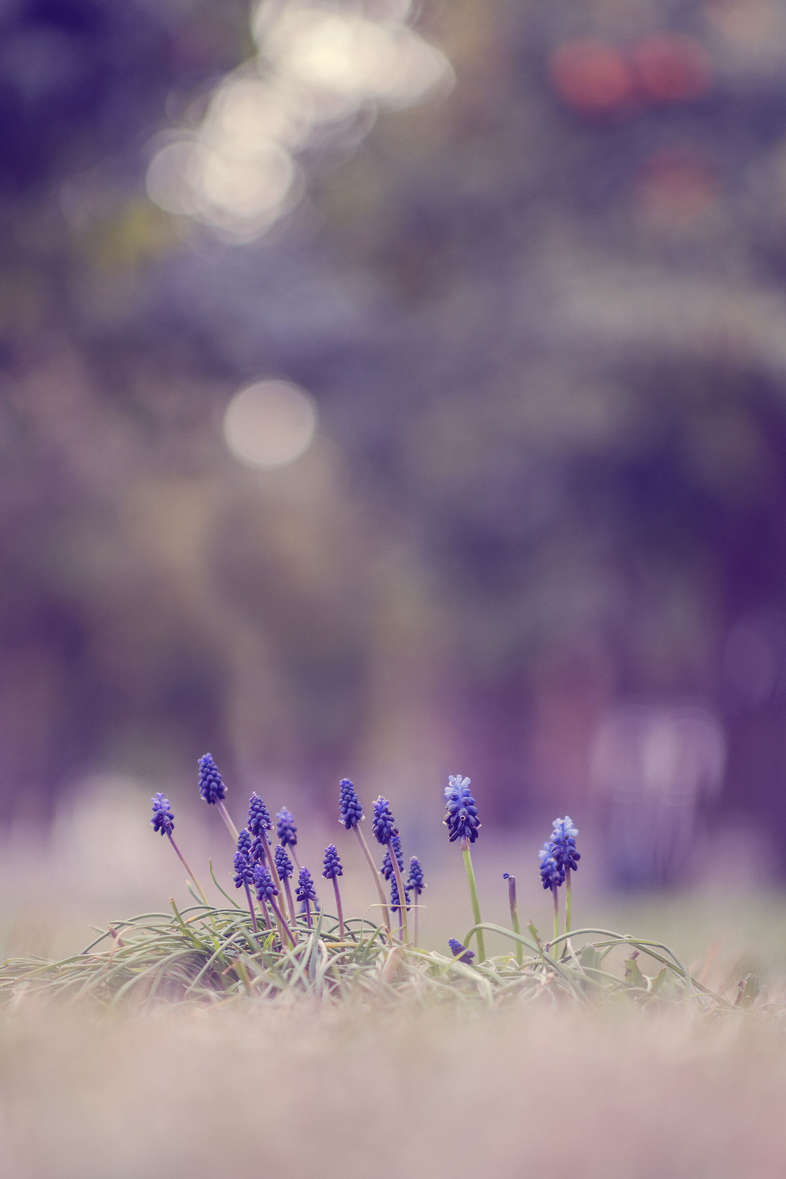 La primavera sta arrivando