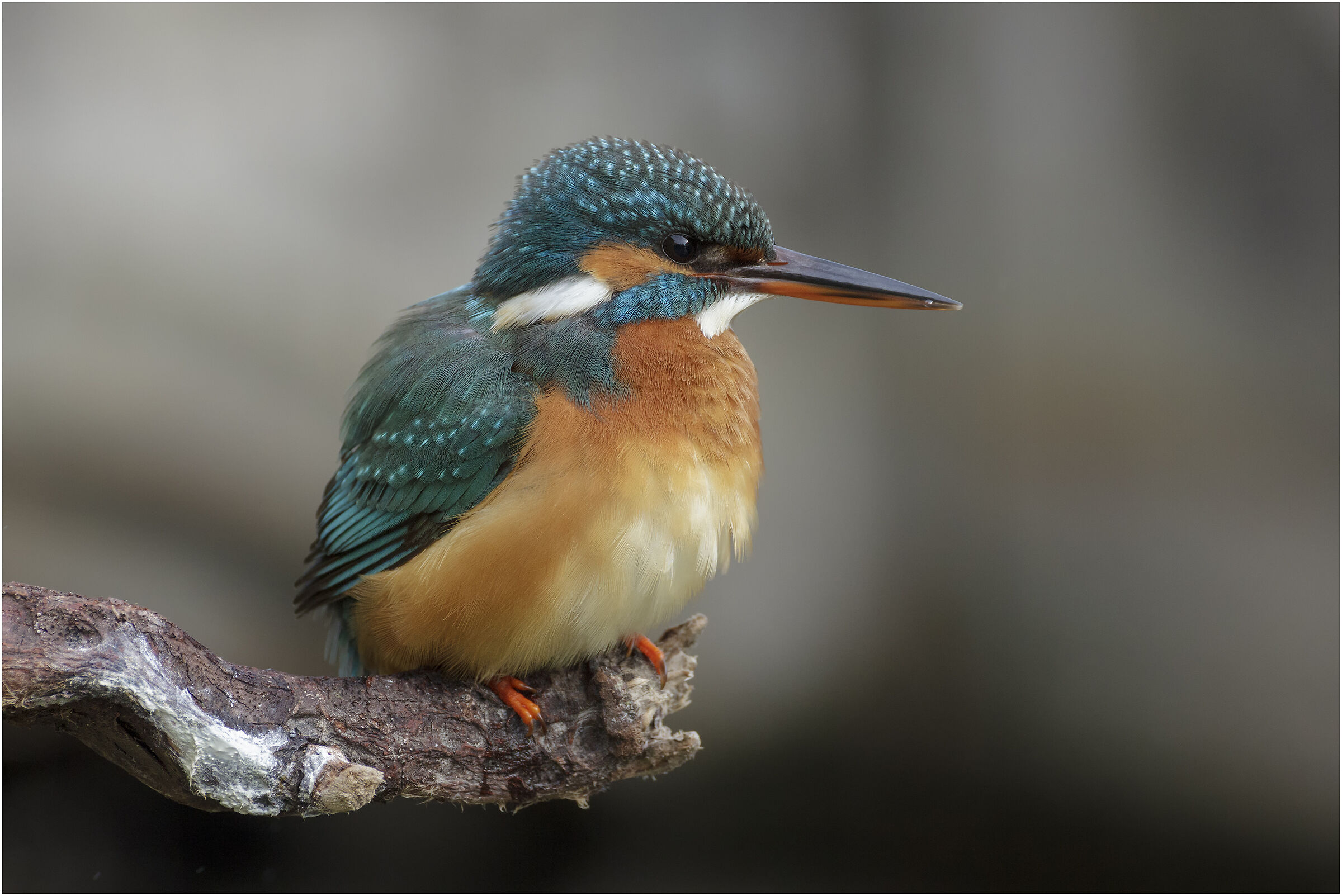 My country... too soft ? Sunday 16 February