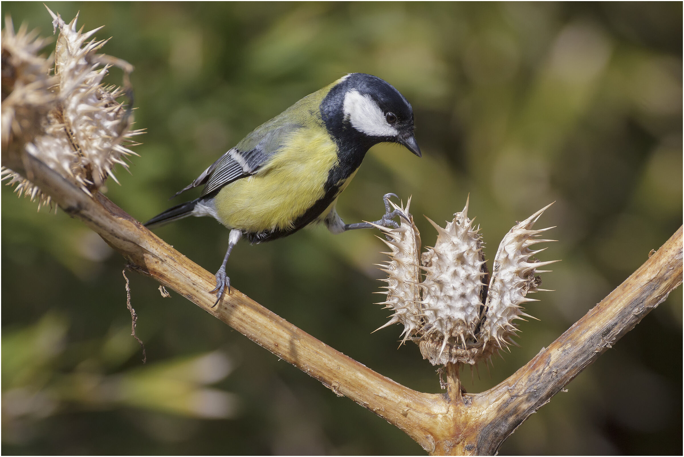 My country... other place to put the seeds, no ? to