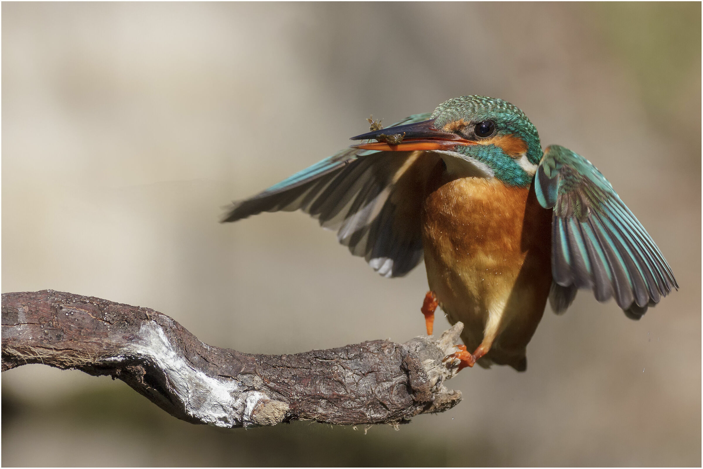 My country... The martina. Saturday 15 February 2020 hours