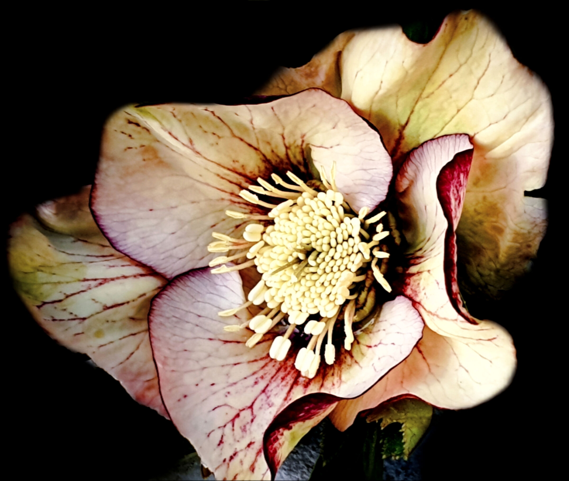 Helleborus Picotee