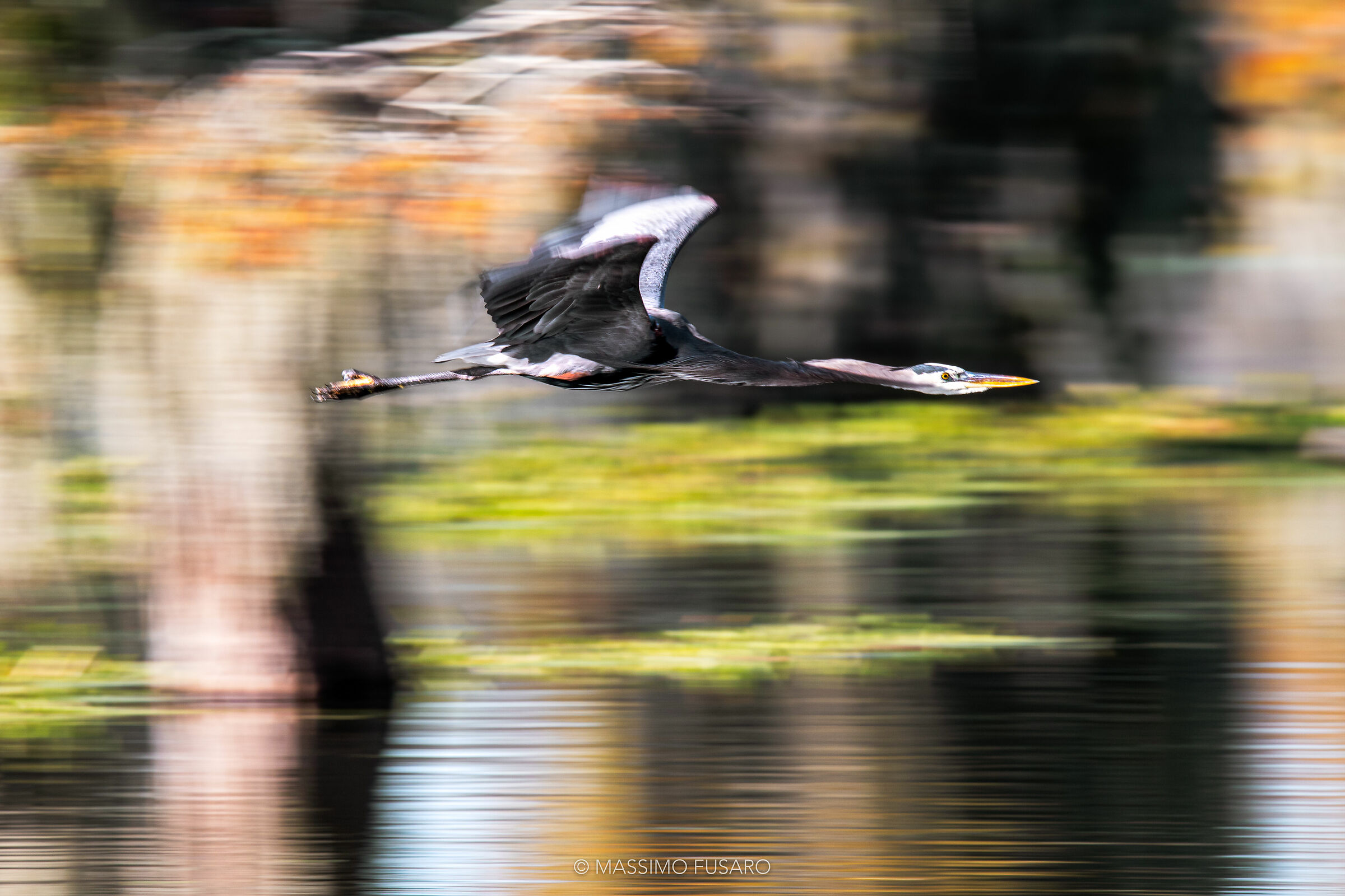 Panning heron