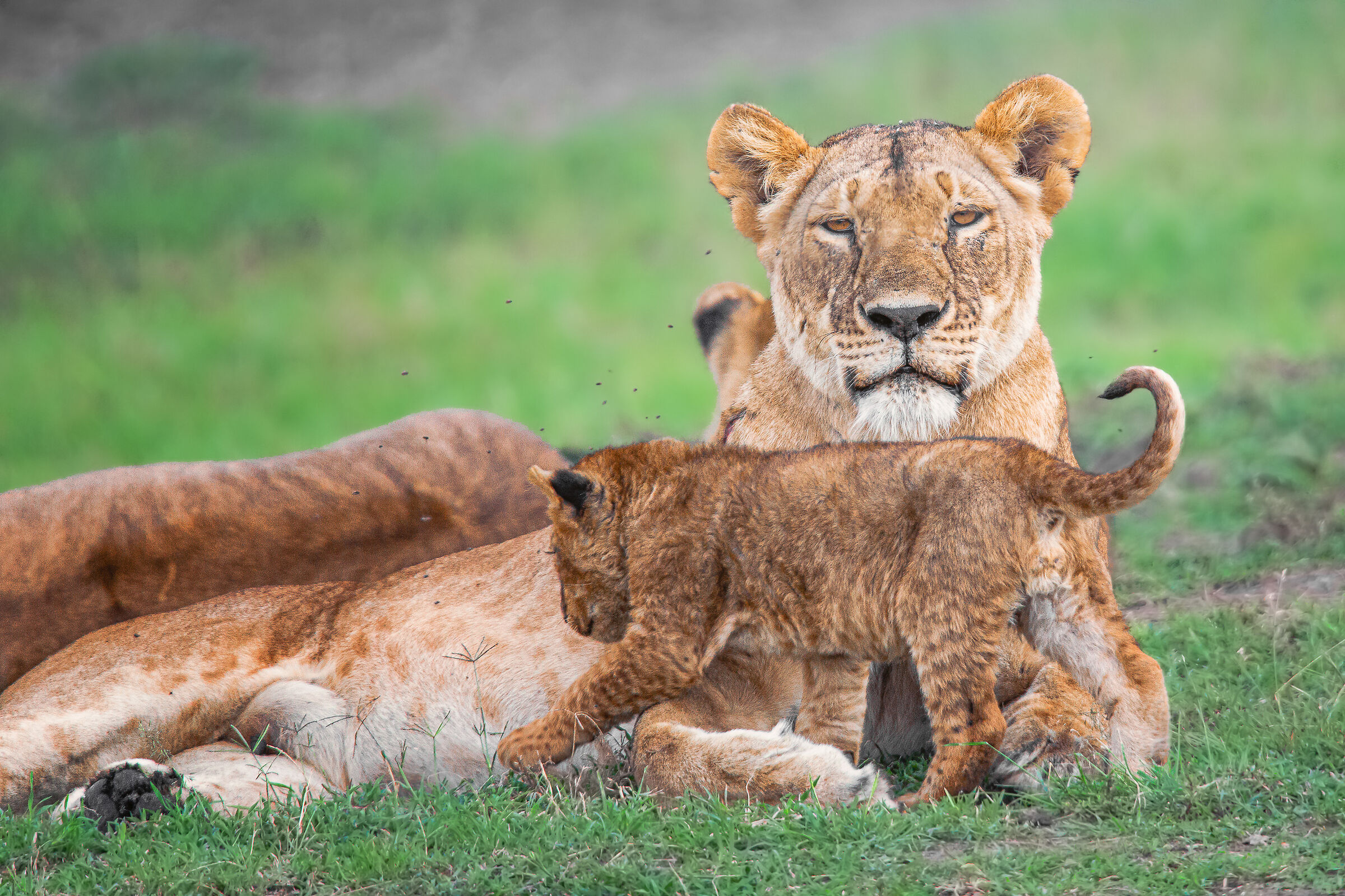lioness with puppy