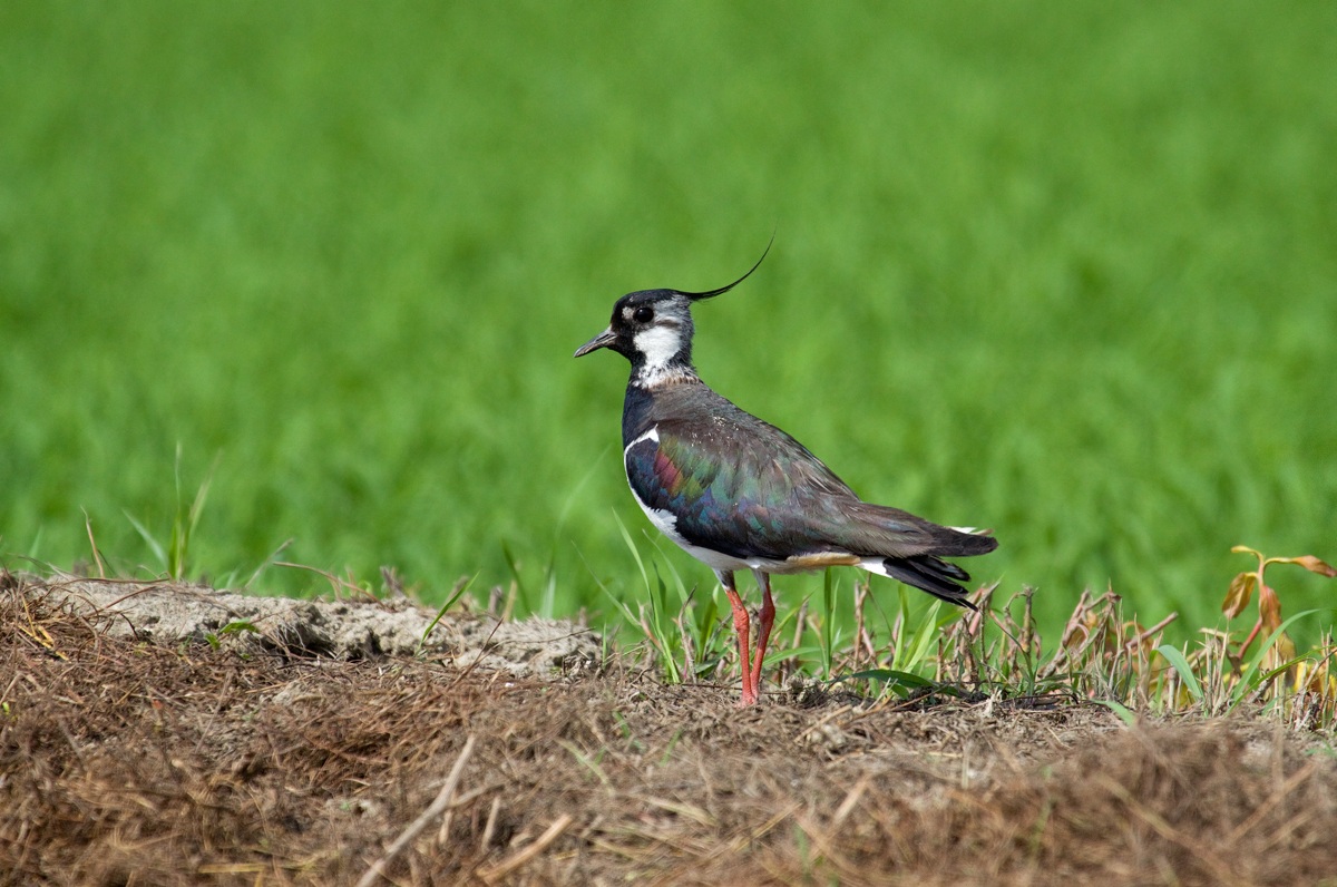 lapwing