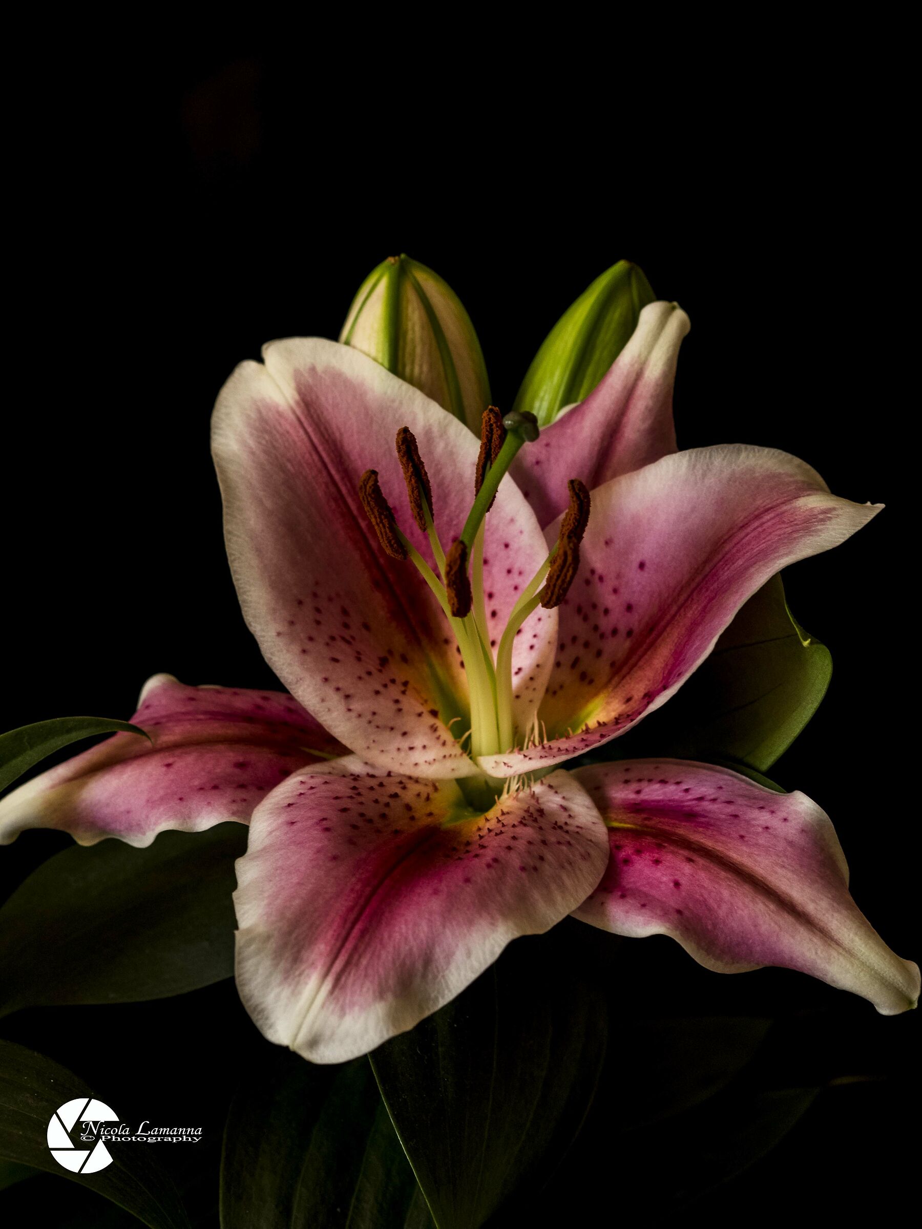 Lilium